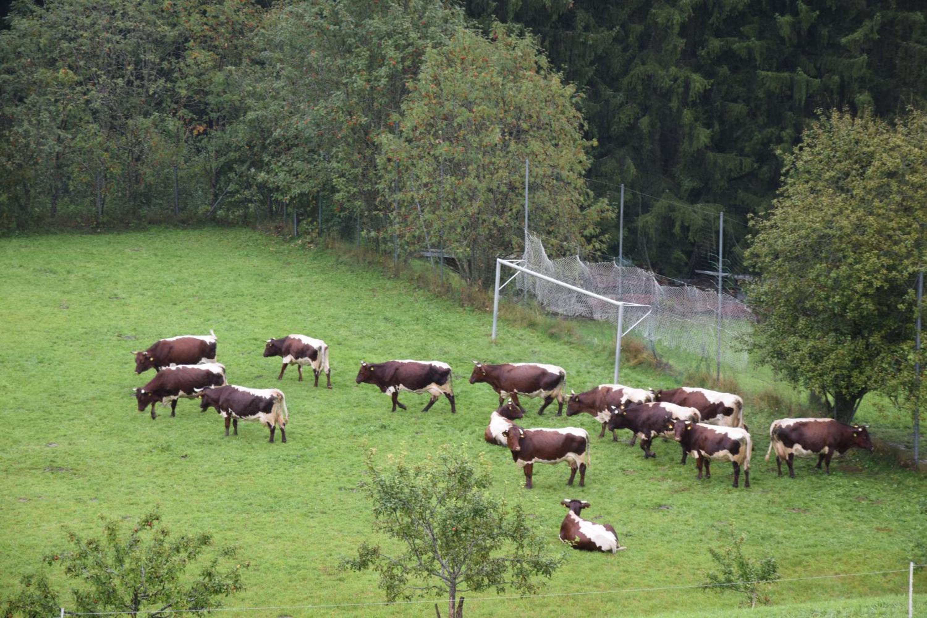 Pension Schachernhof