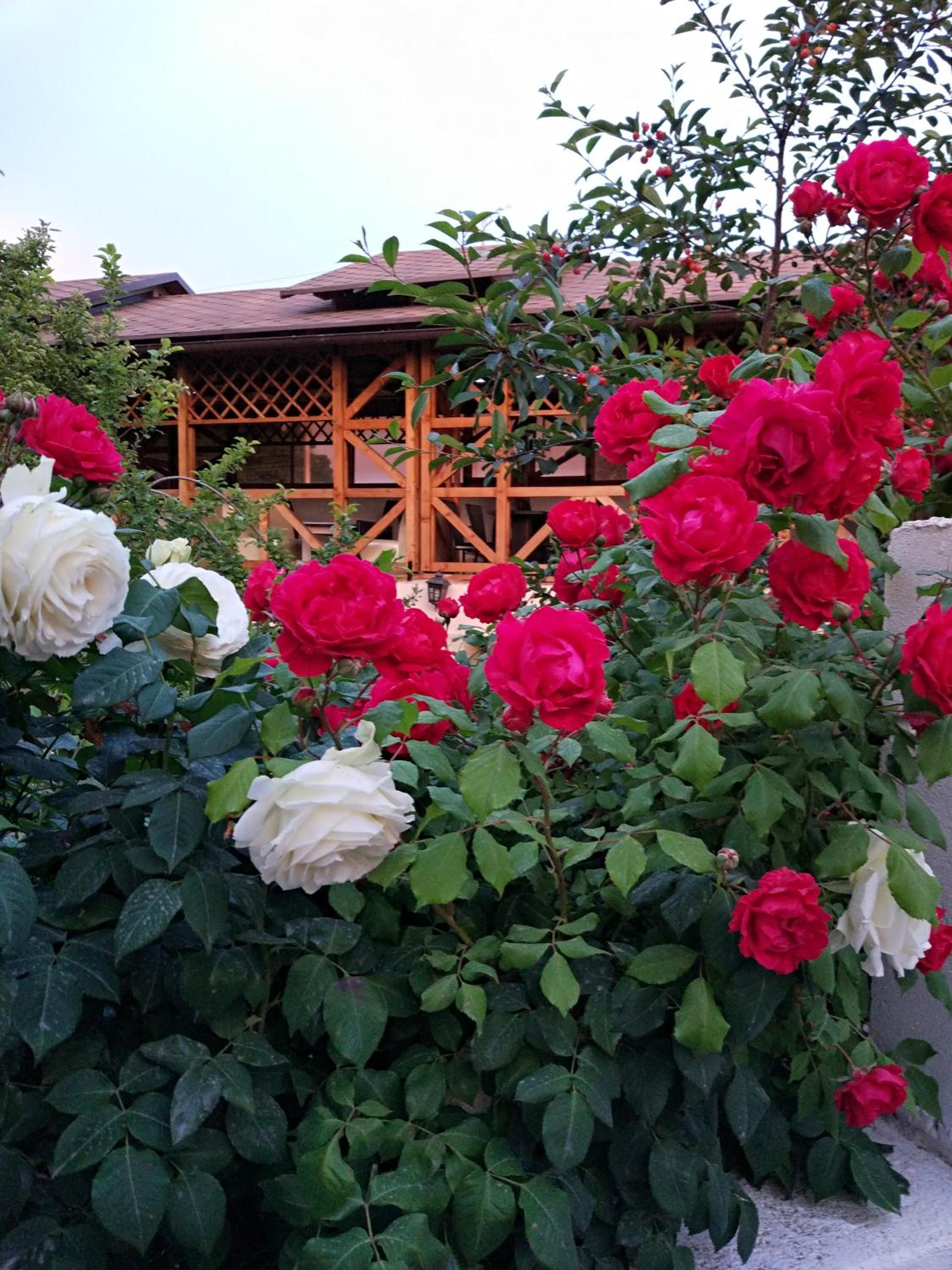 Guest House Albatros