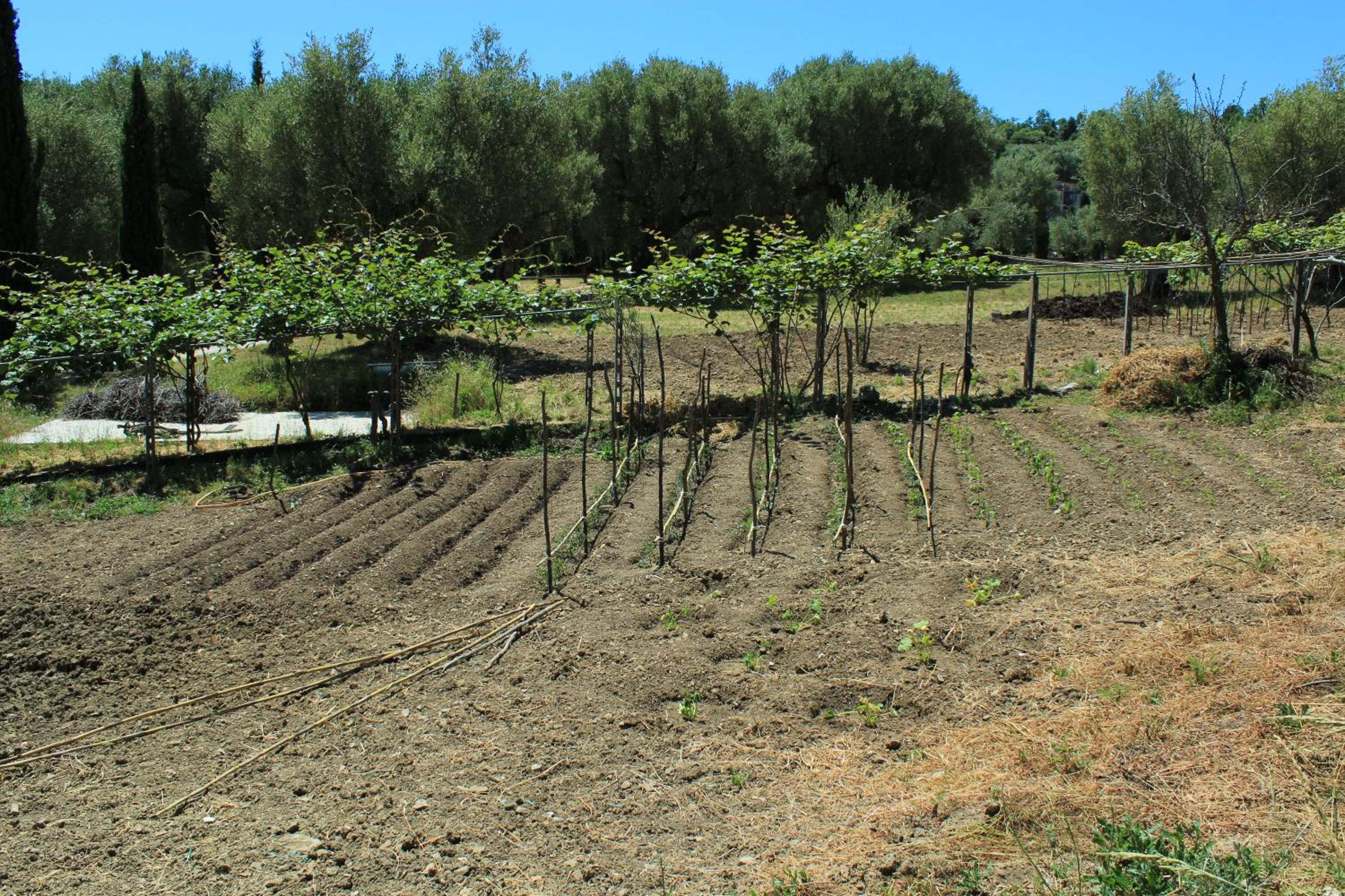 Pie' d'Ulivo