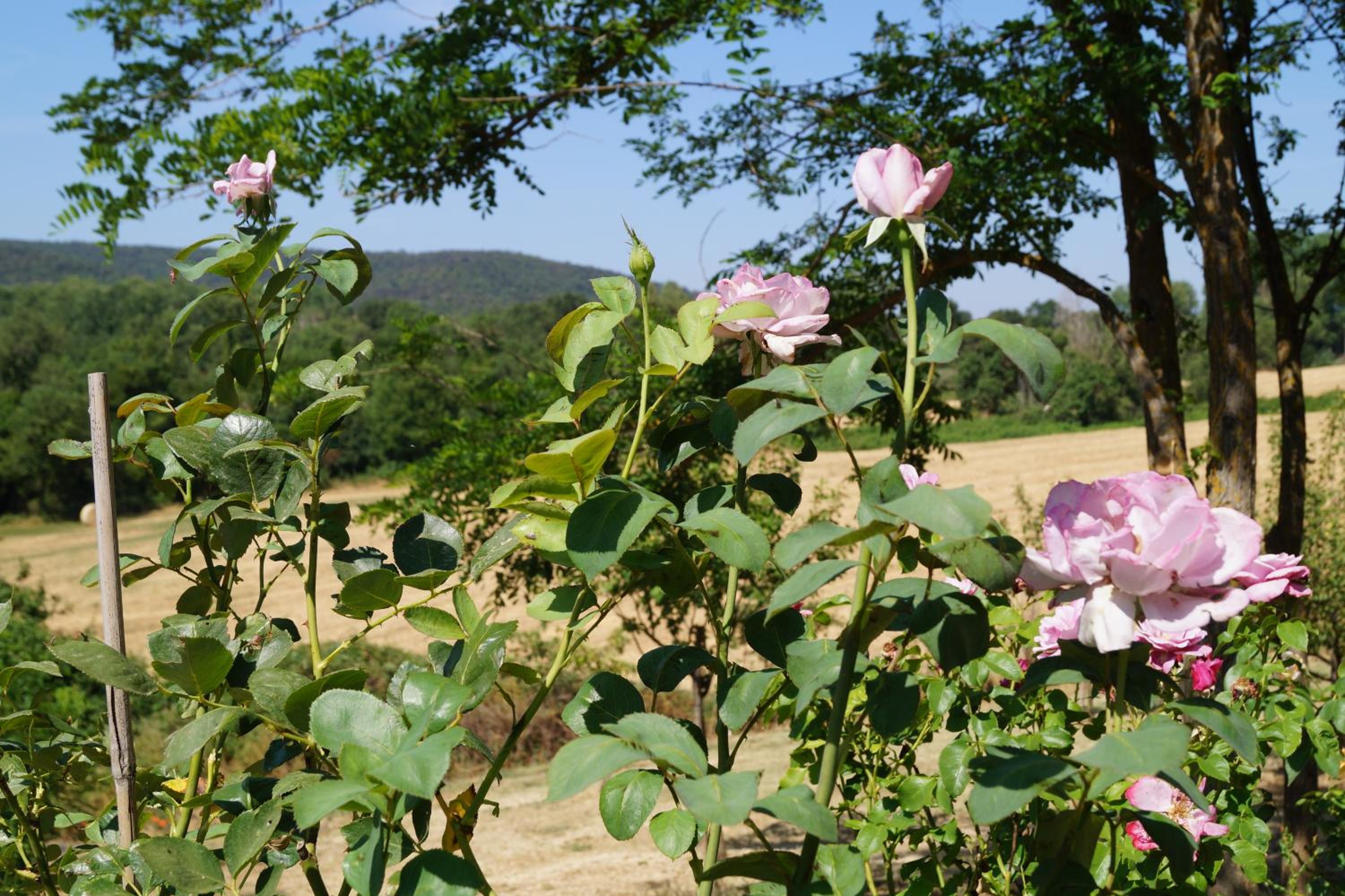 Agriturismo Bonzalone