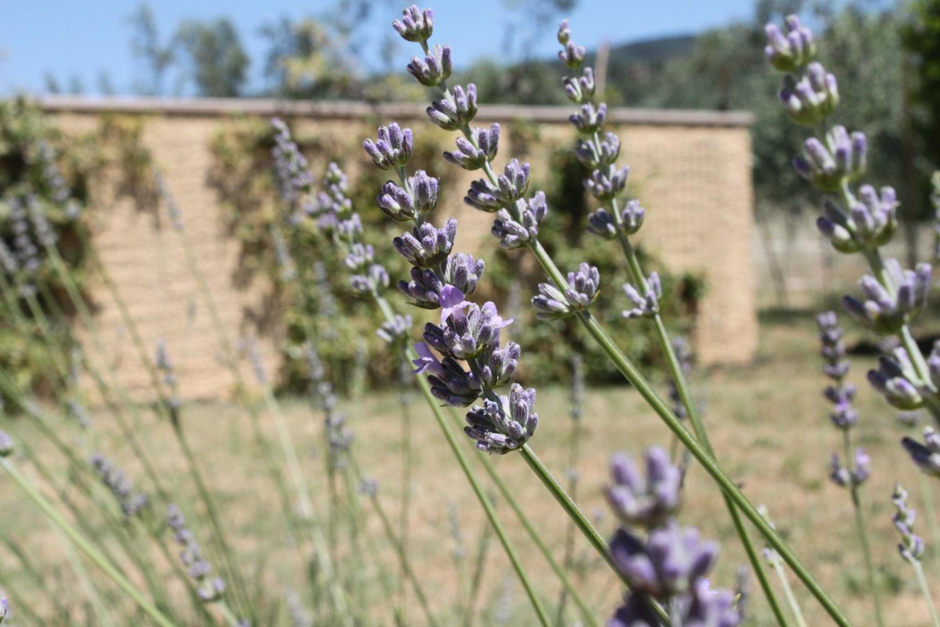 Il Piratello - Agriturismo Baldeschi