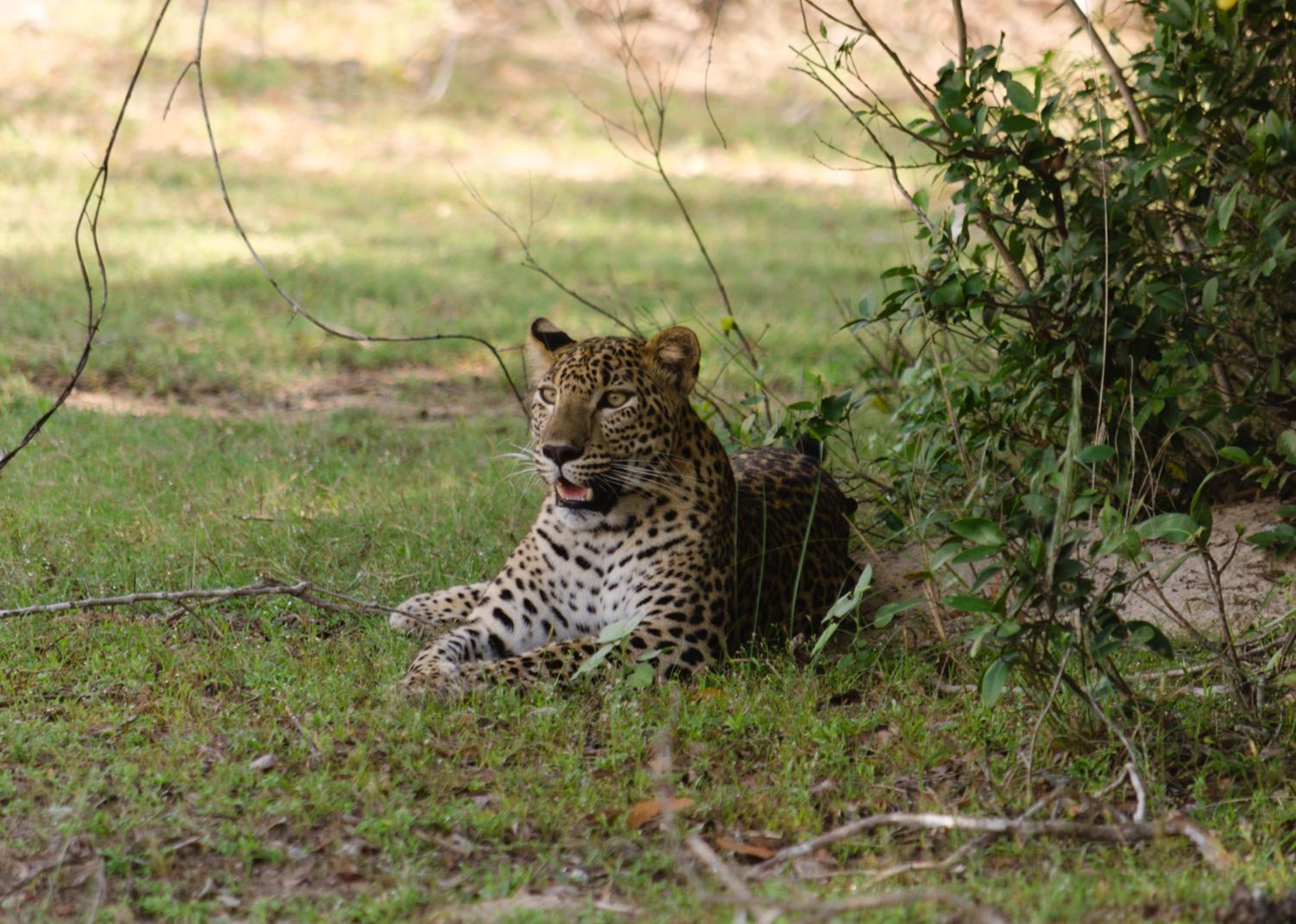 Big Game - Wilpattu by Eco Team