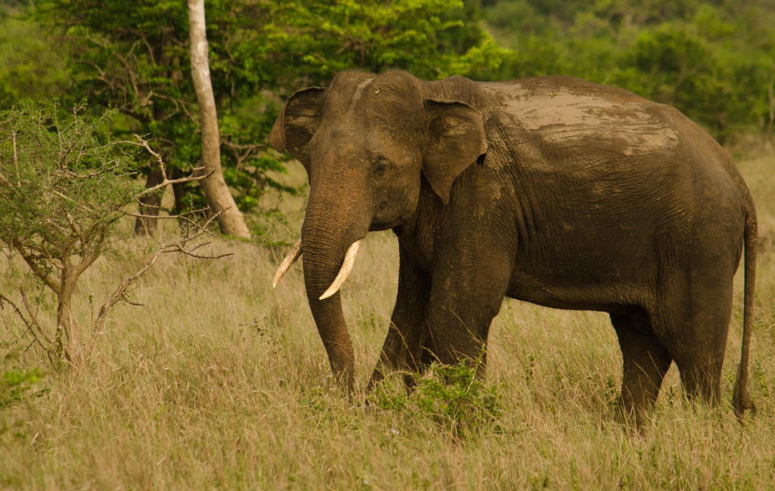 Mahoora Wilpattu - by Eco Team
