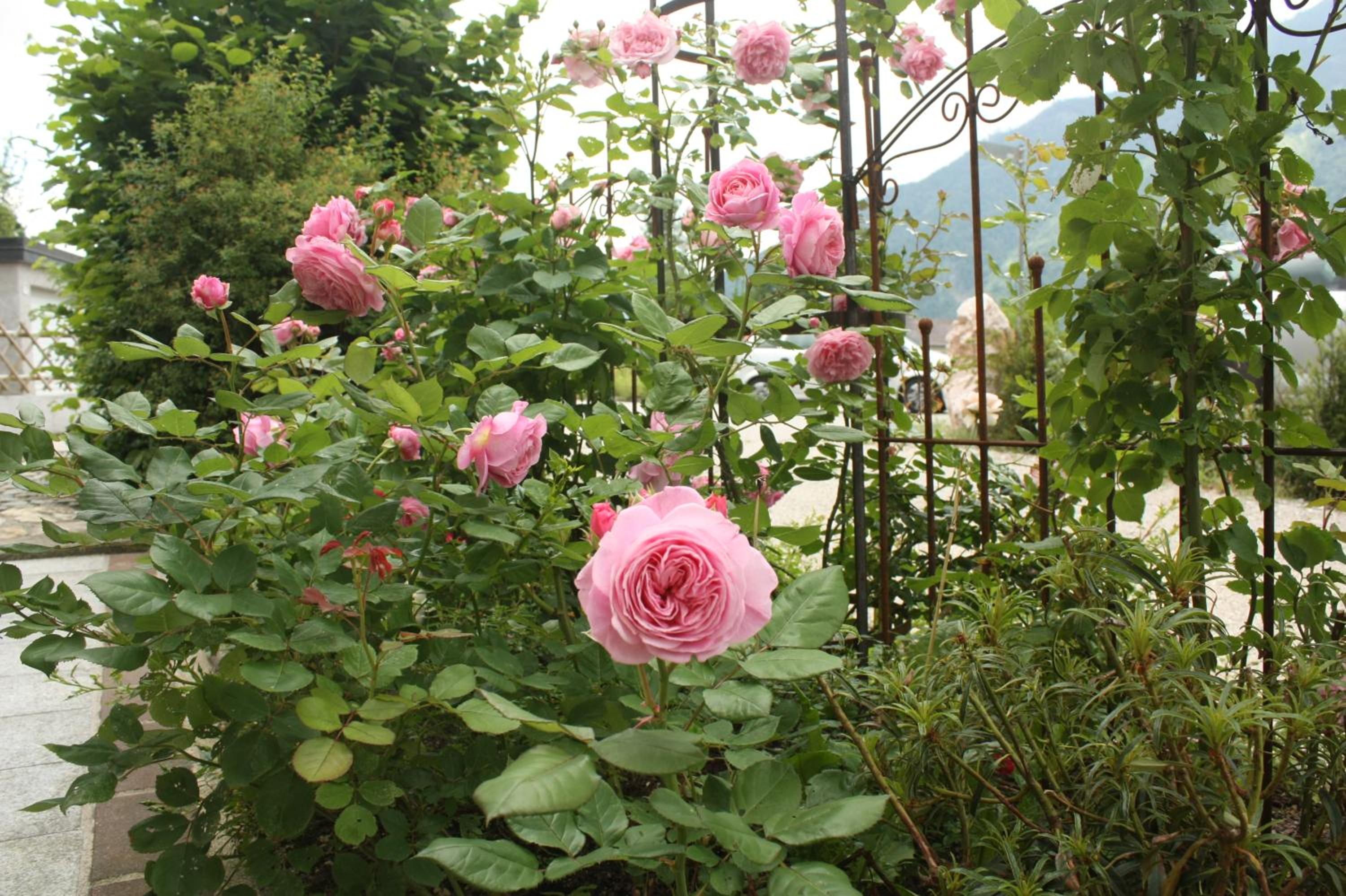 Landlust Ischl