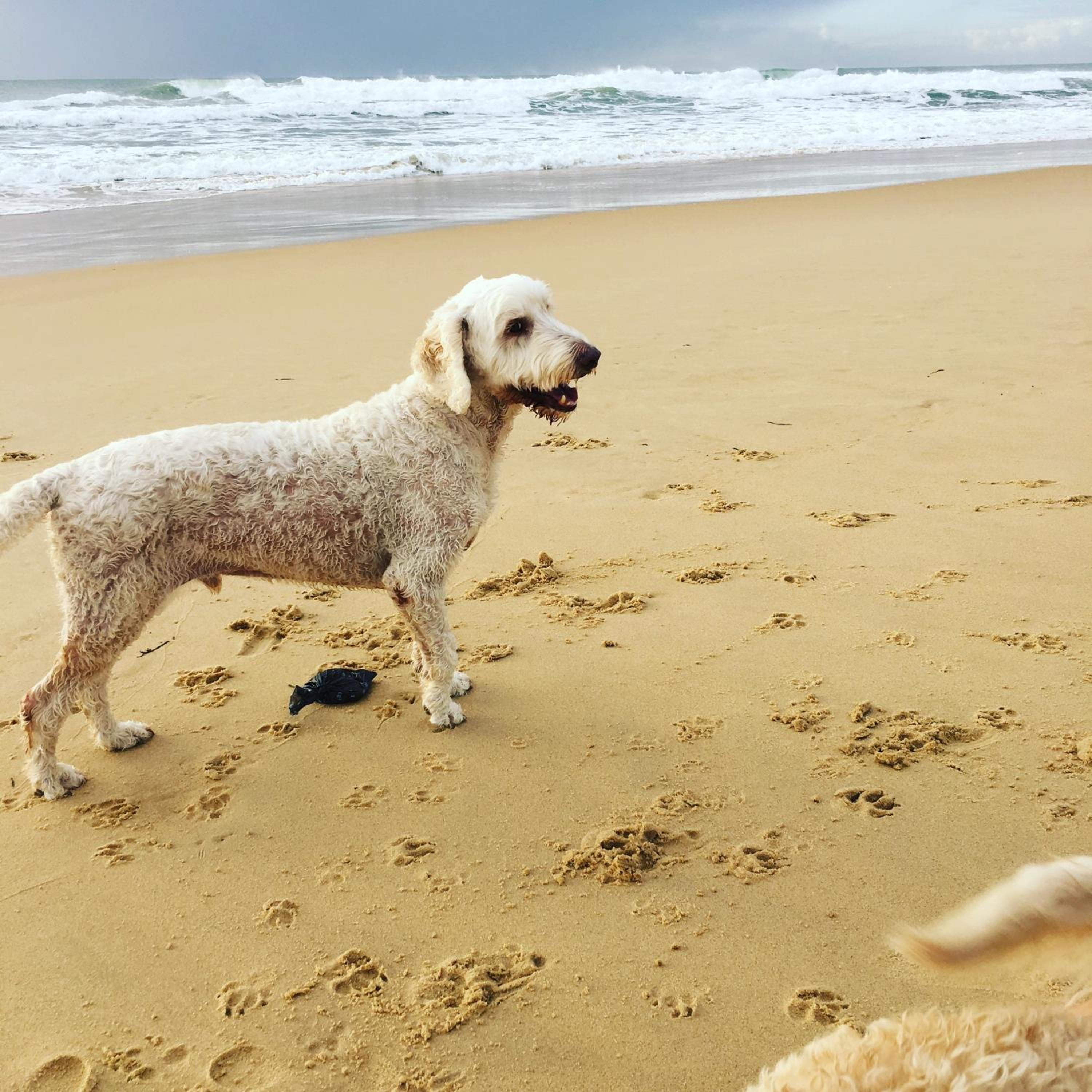 Saltwater Villas - Pet Friendly Accommodation, photo 11