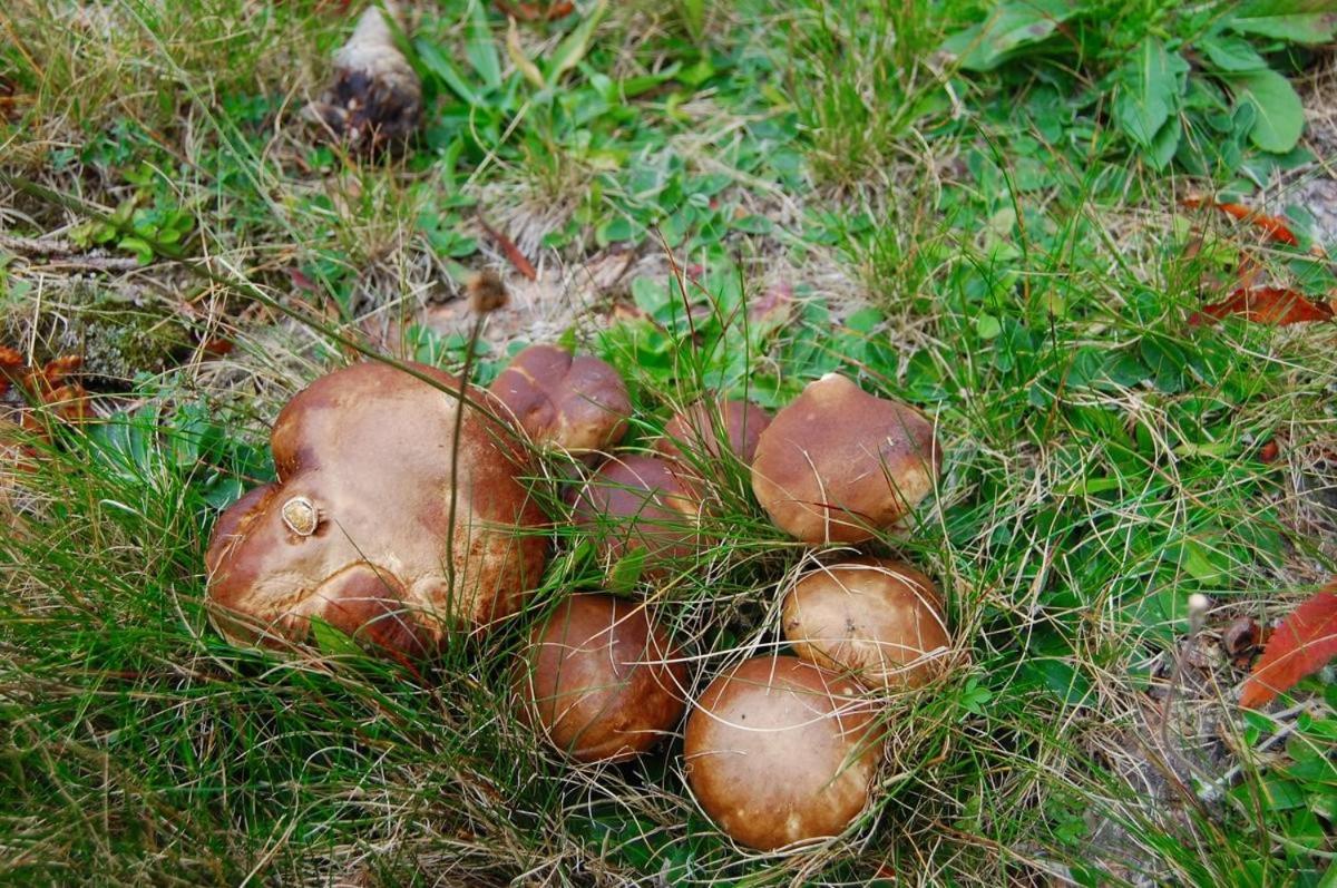 Penzion Eliska
