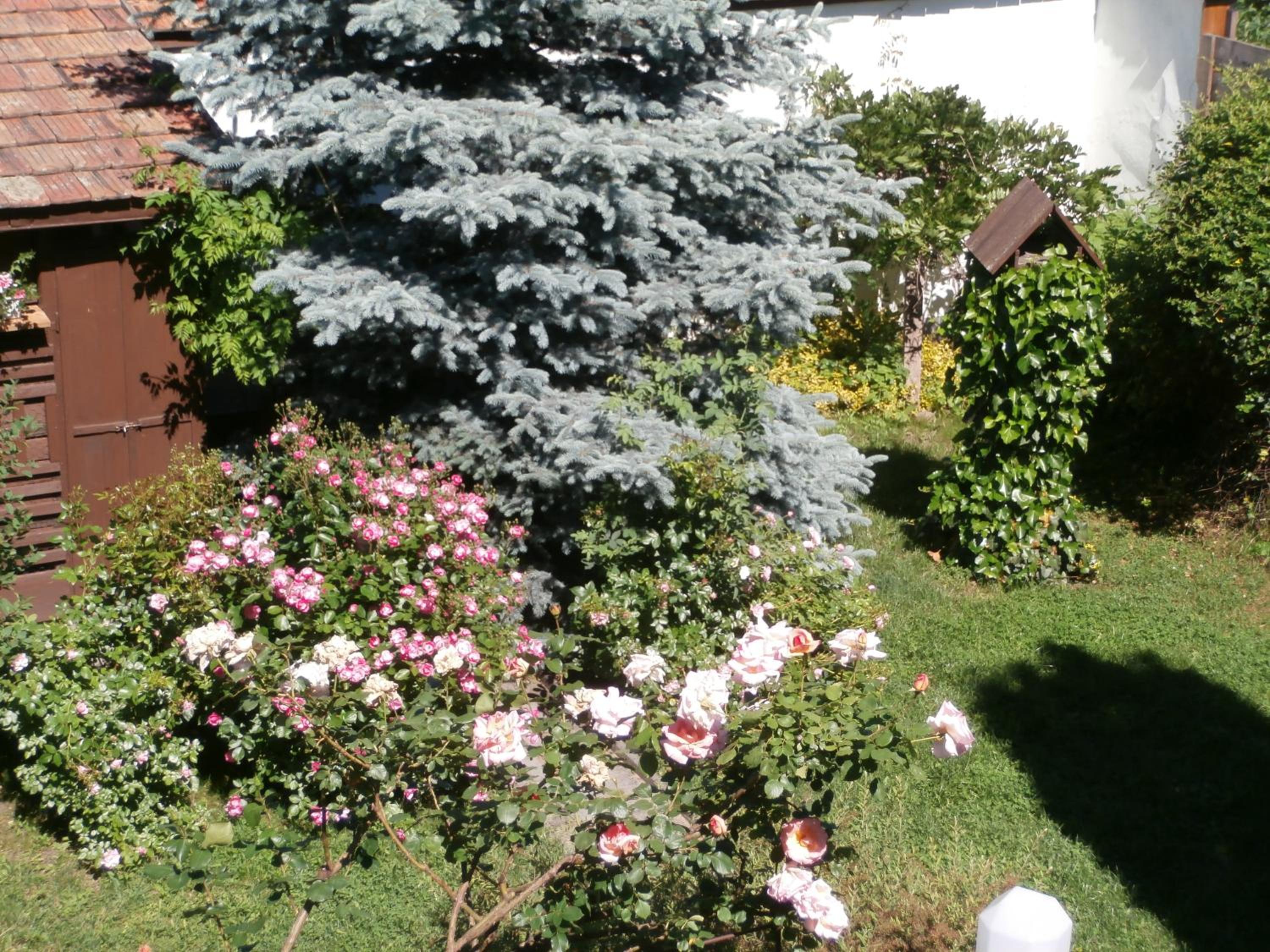 Photo 41