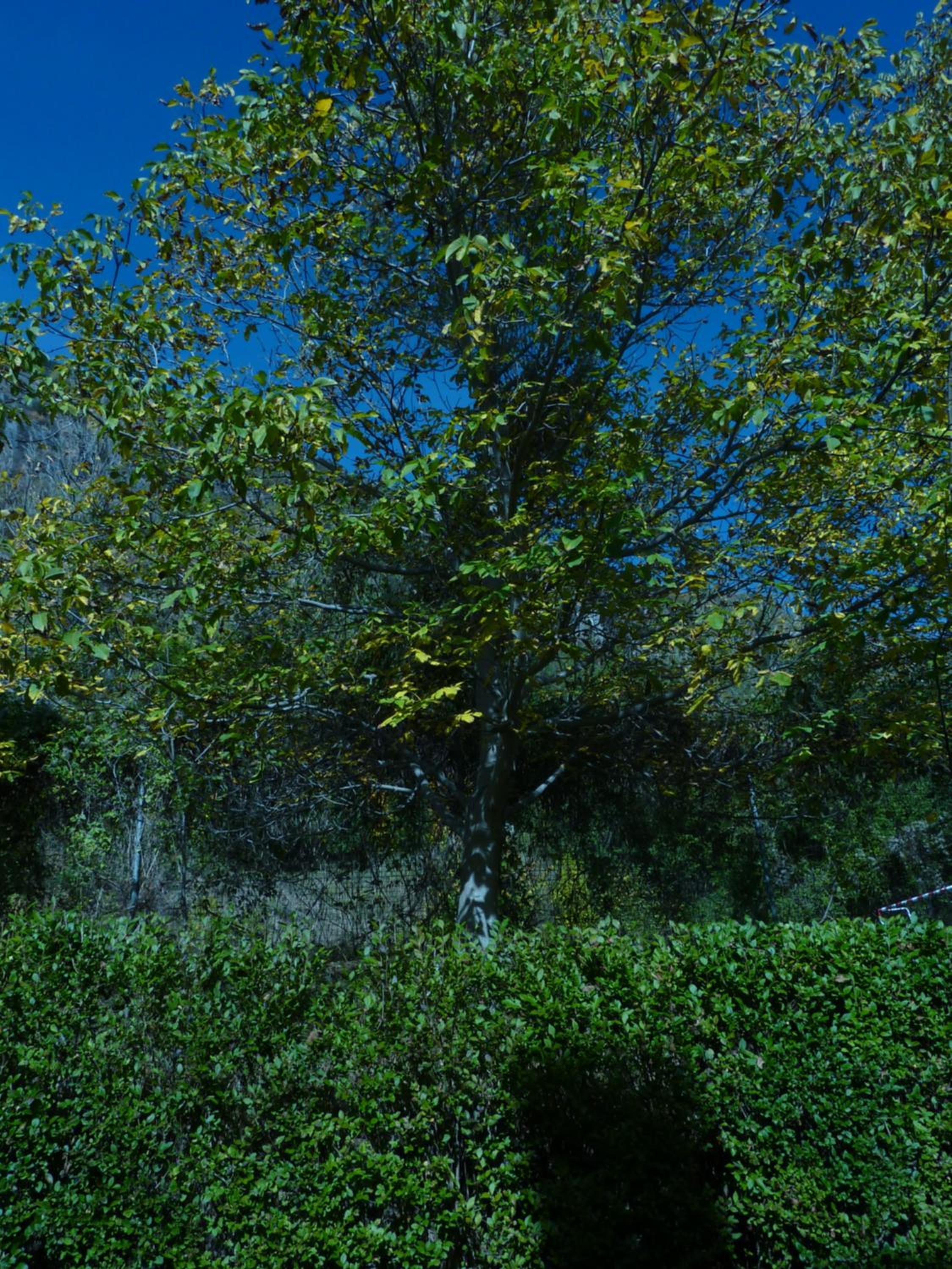 El Molino