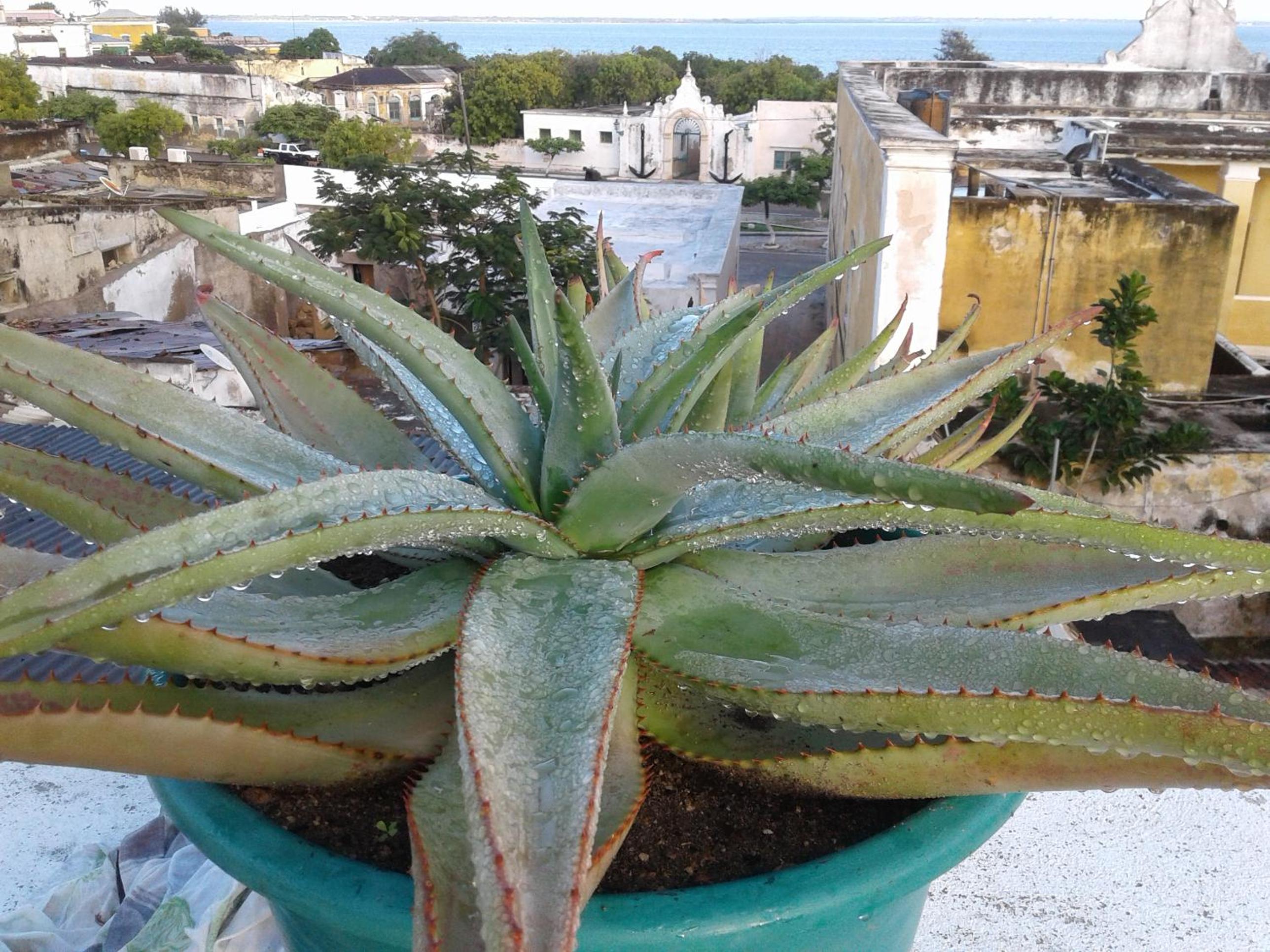 Jardim dos Aloés, Unique B&B - Casa de Charme, photo 63