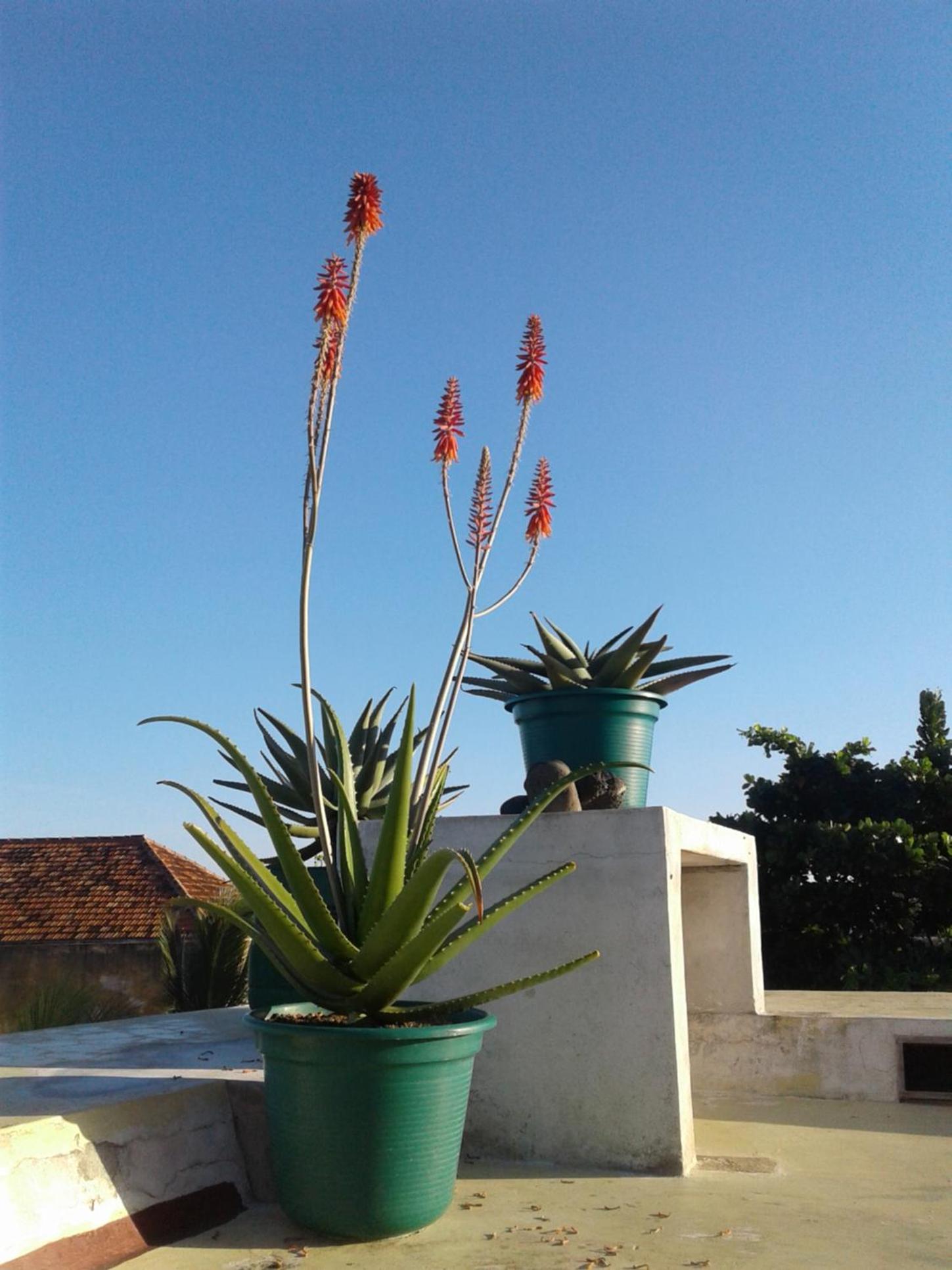 Jardim dos Aloés, Unique B&B - Casa de Charme, photo 61