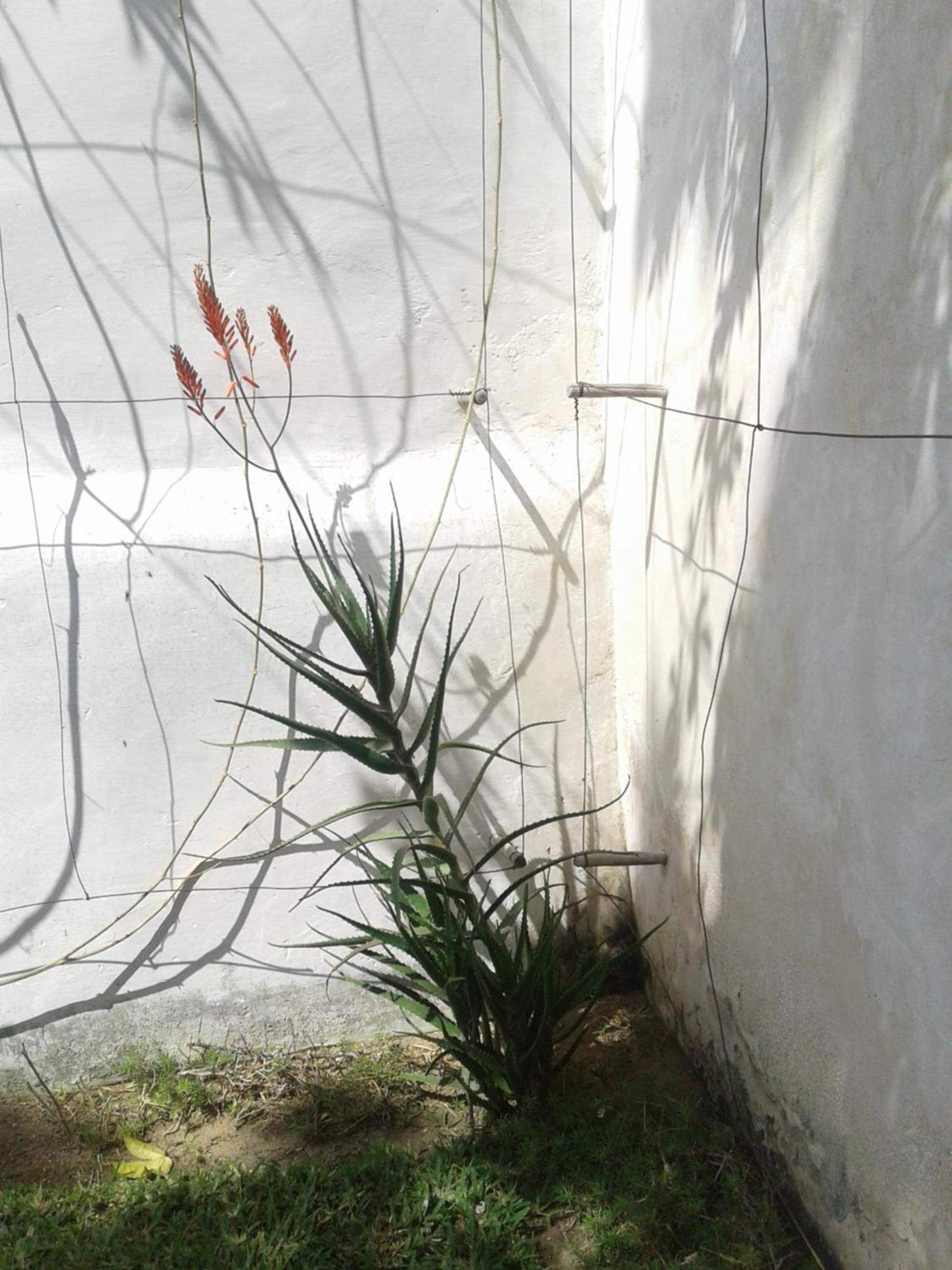 Jardim dos Aloés, Unique B&B - Casa de Charme, photo 20