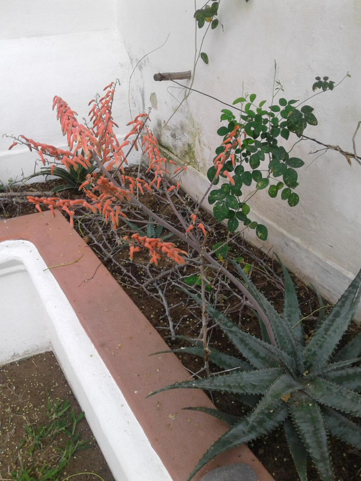 Jardim dos Aloés, Unique B&B - Casa de Charme, photo 46