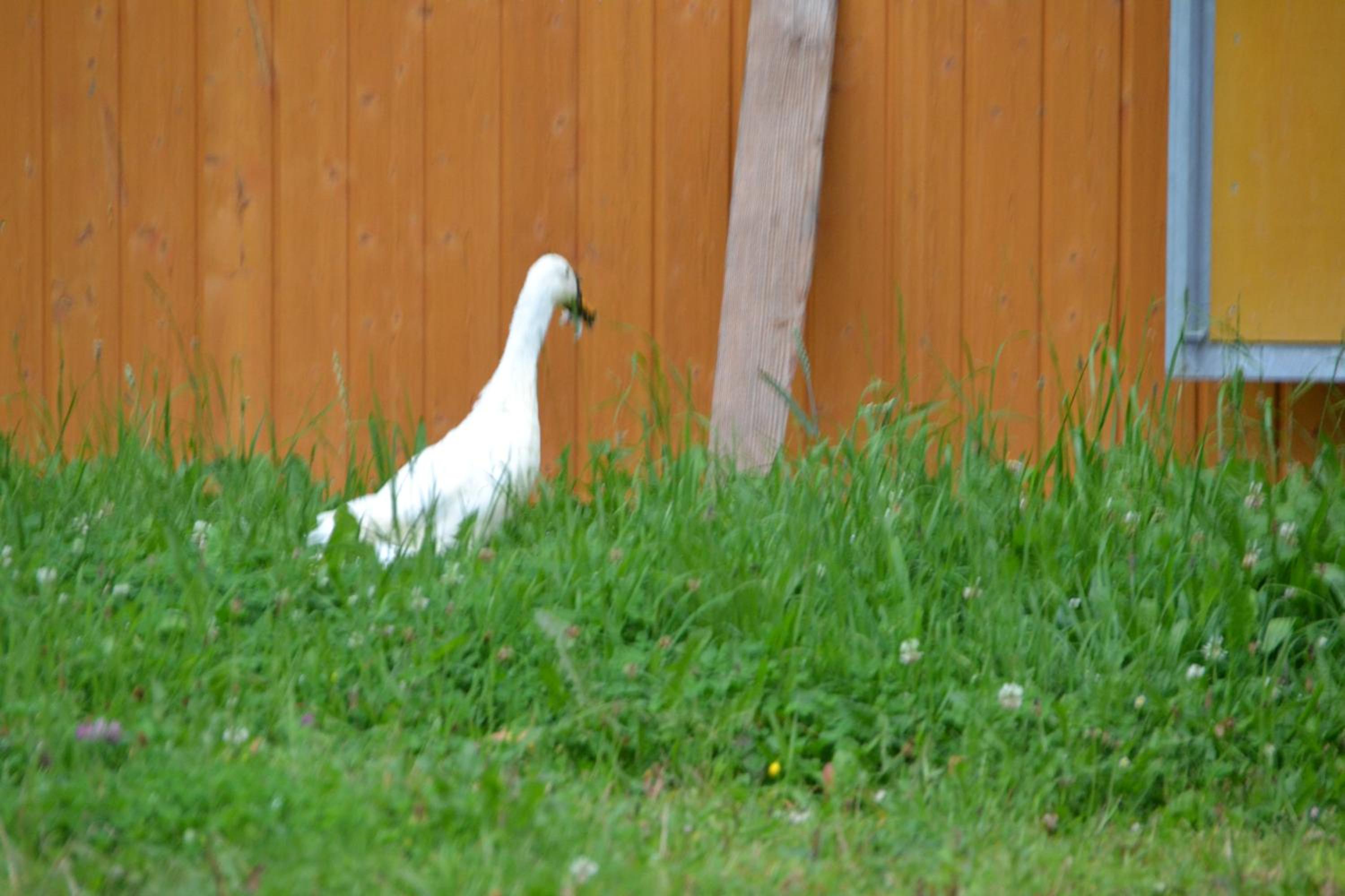Oberrainbauer