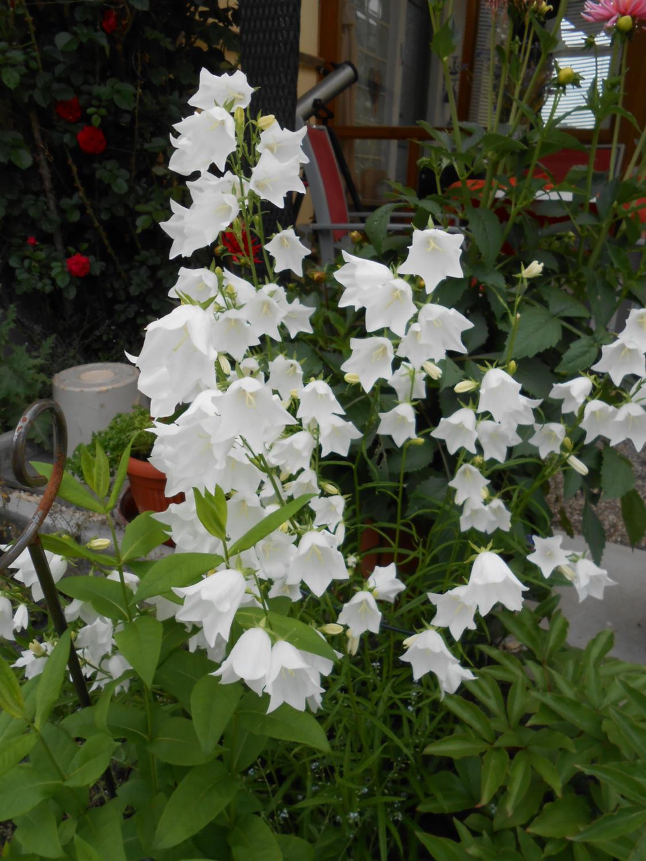 Photo 24