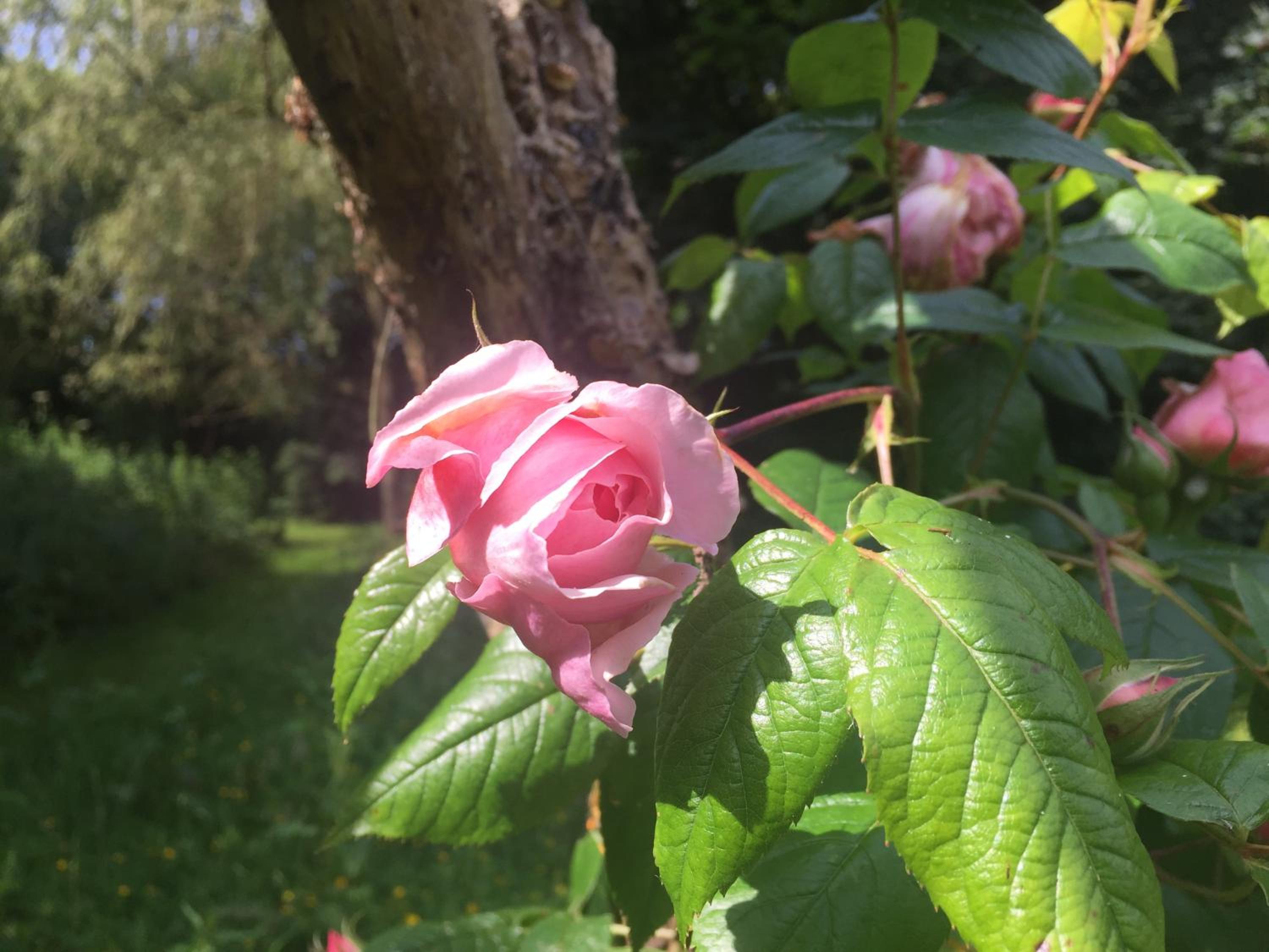 Photo 48