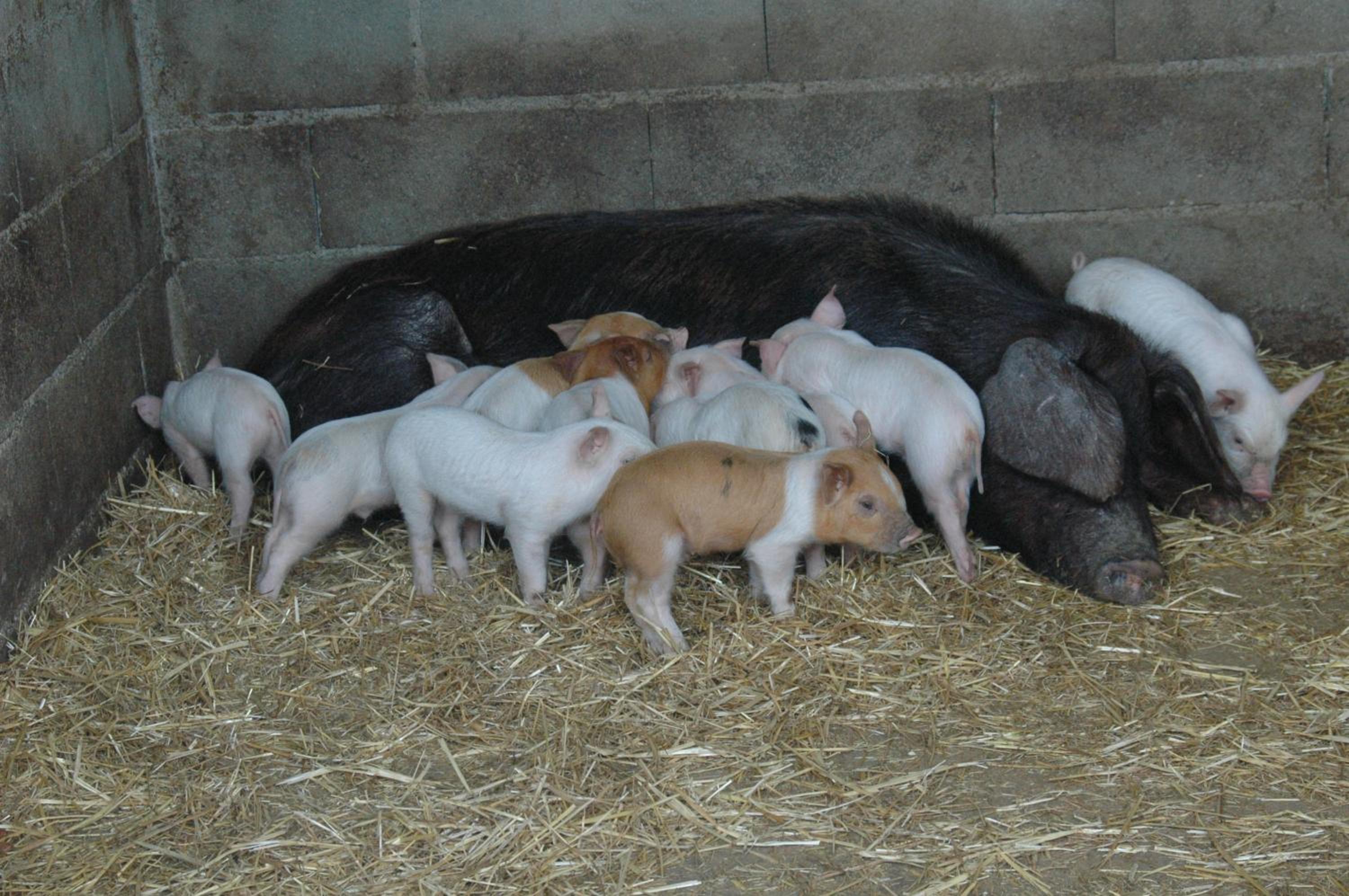Quinta Do Vaqueirinho - Agro-Turismo