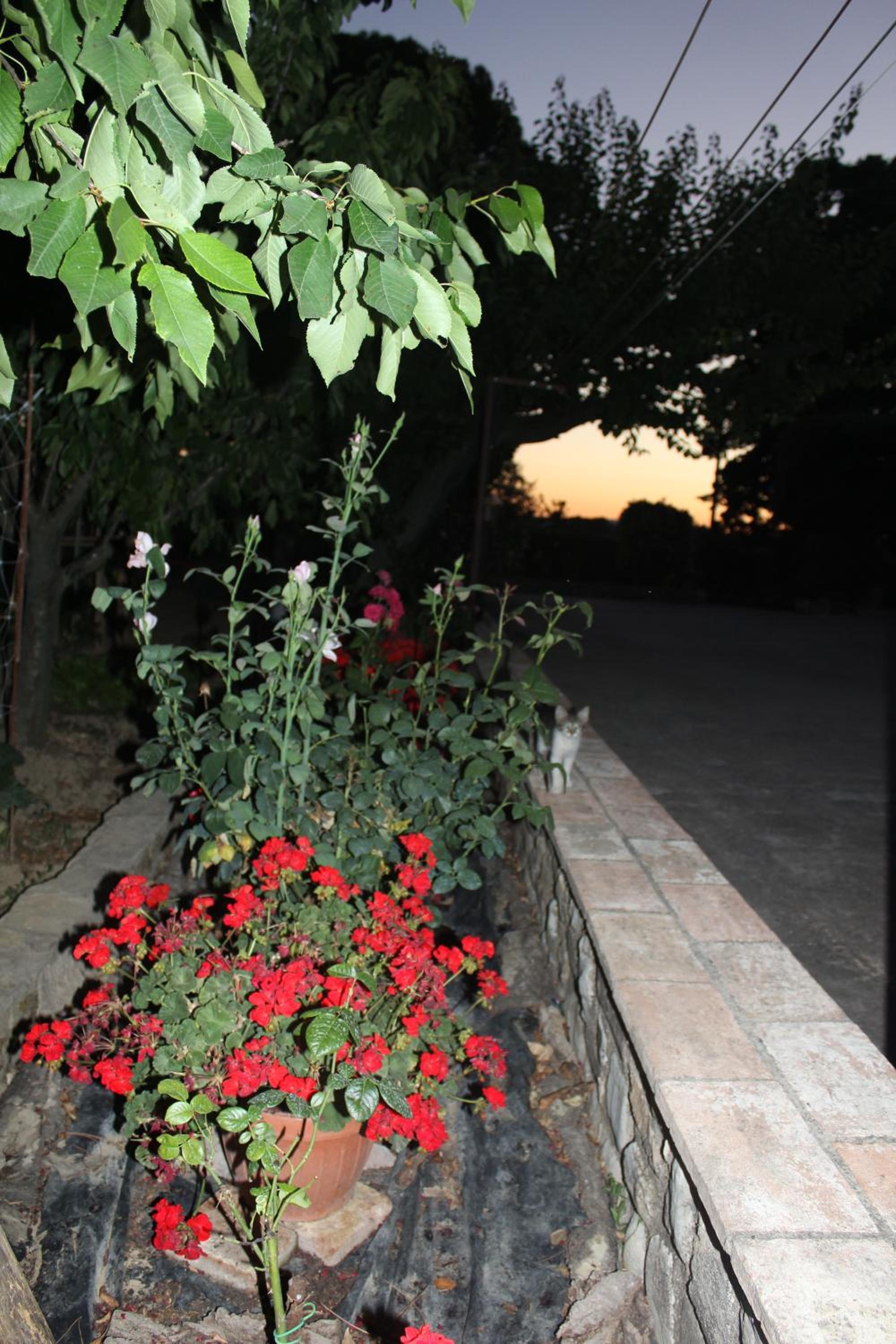 Photo 35