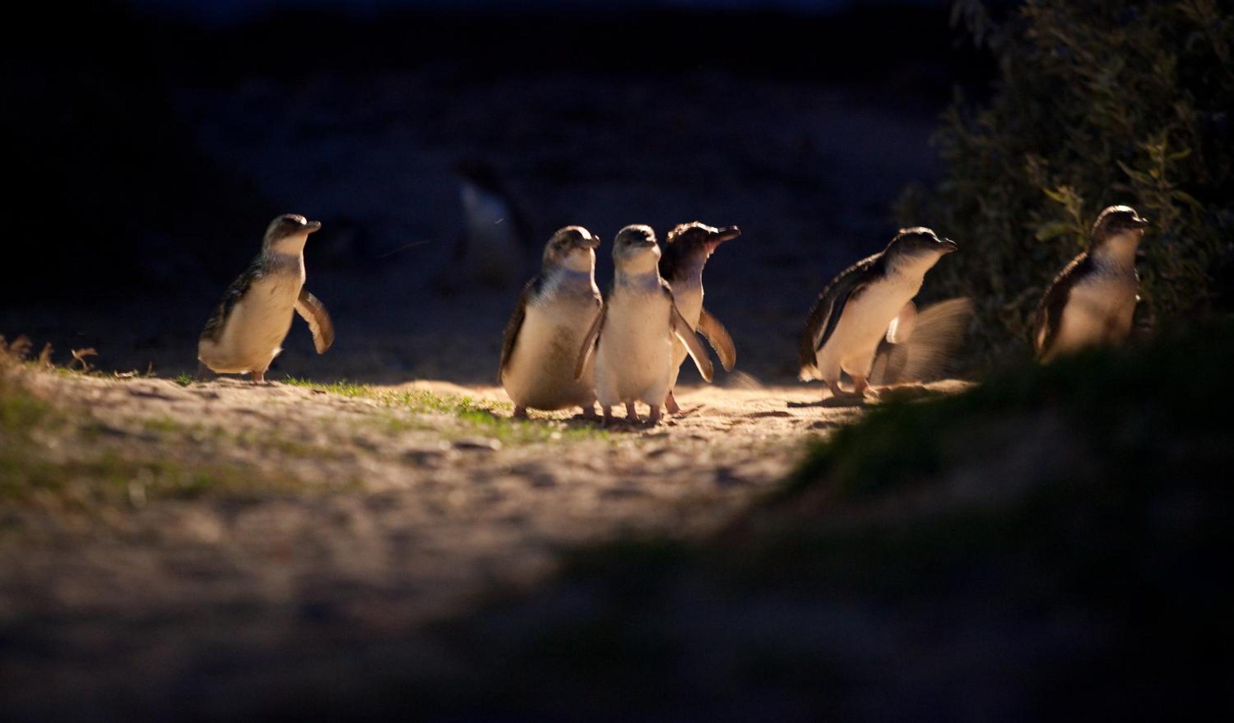 BIG4 Ingenia Holidays Phillip Island