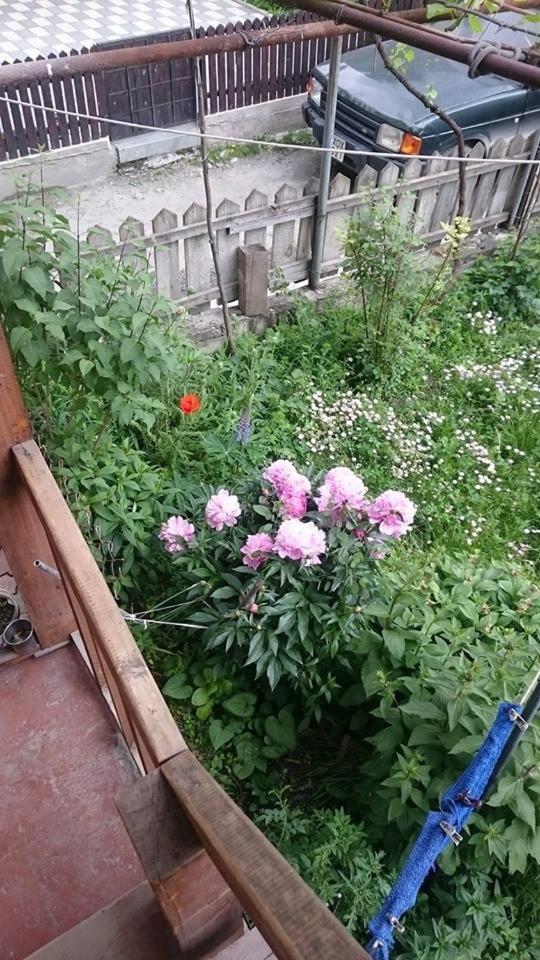 Photo 31
