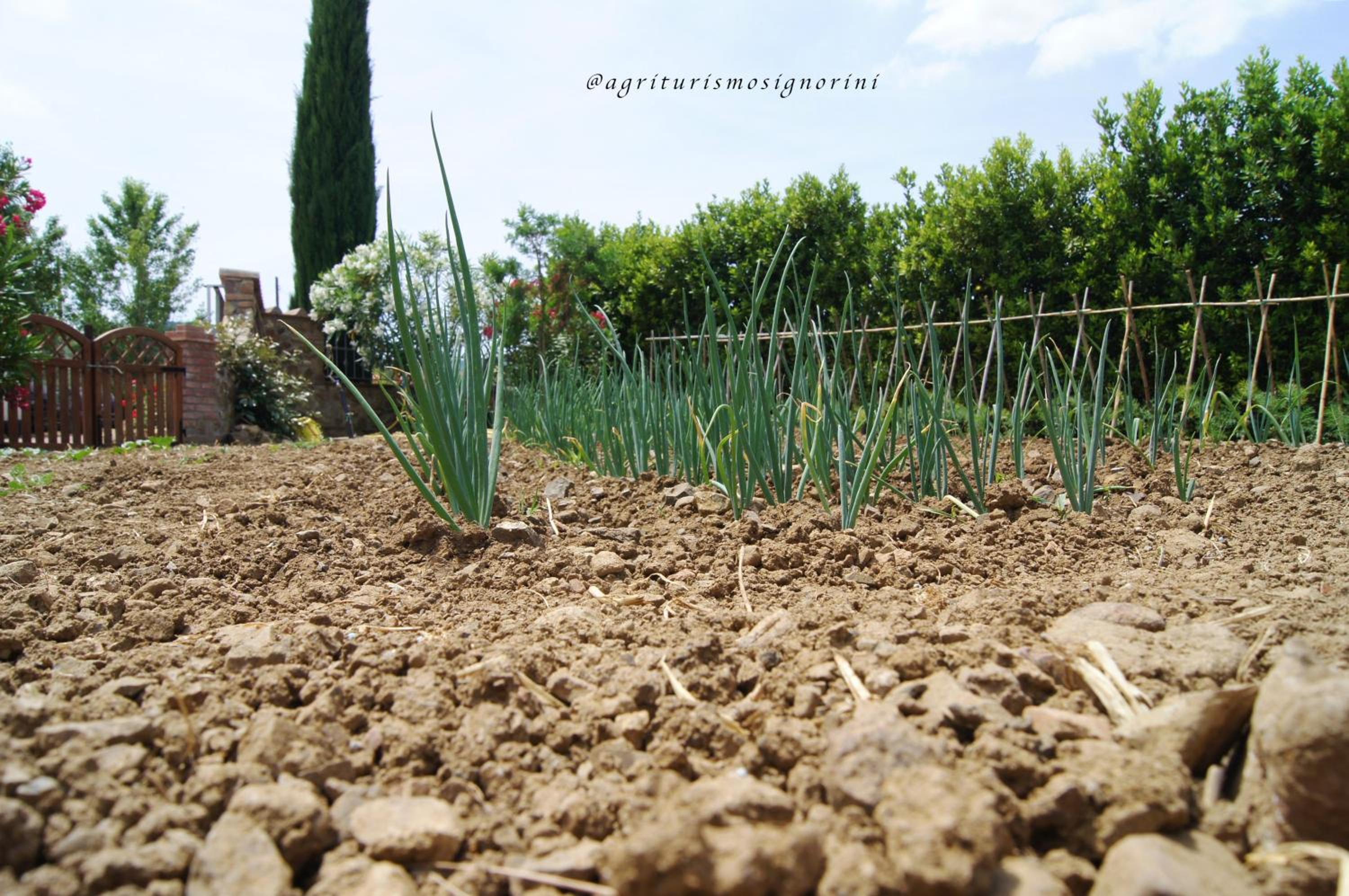 Agriturismo Signorini