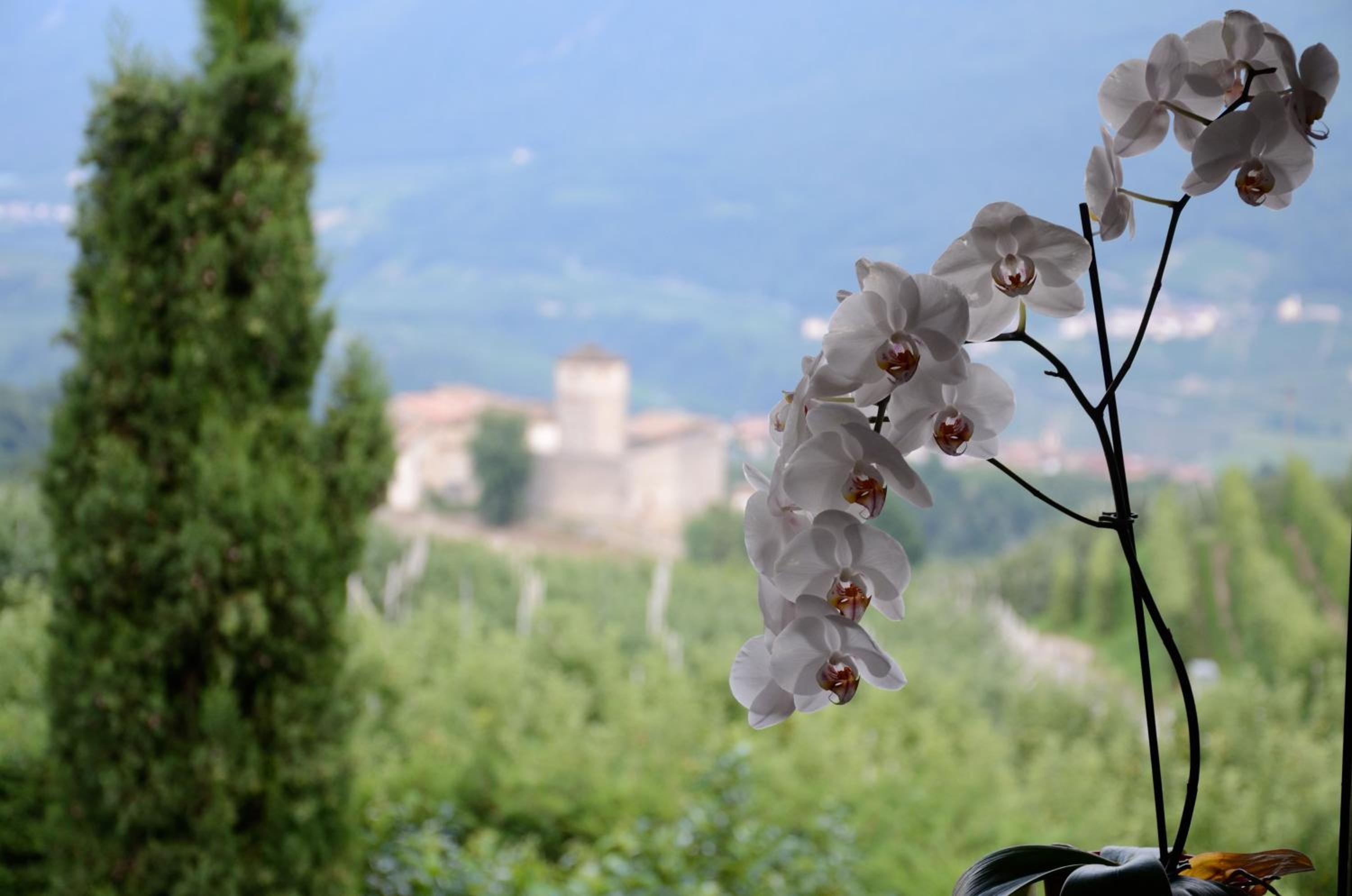 Al Trifoglio