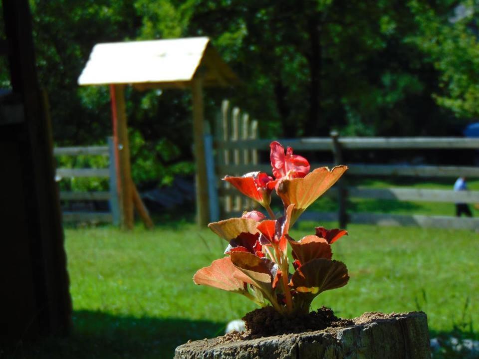 Photo 43