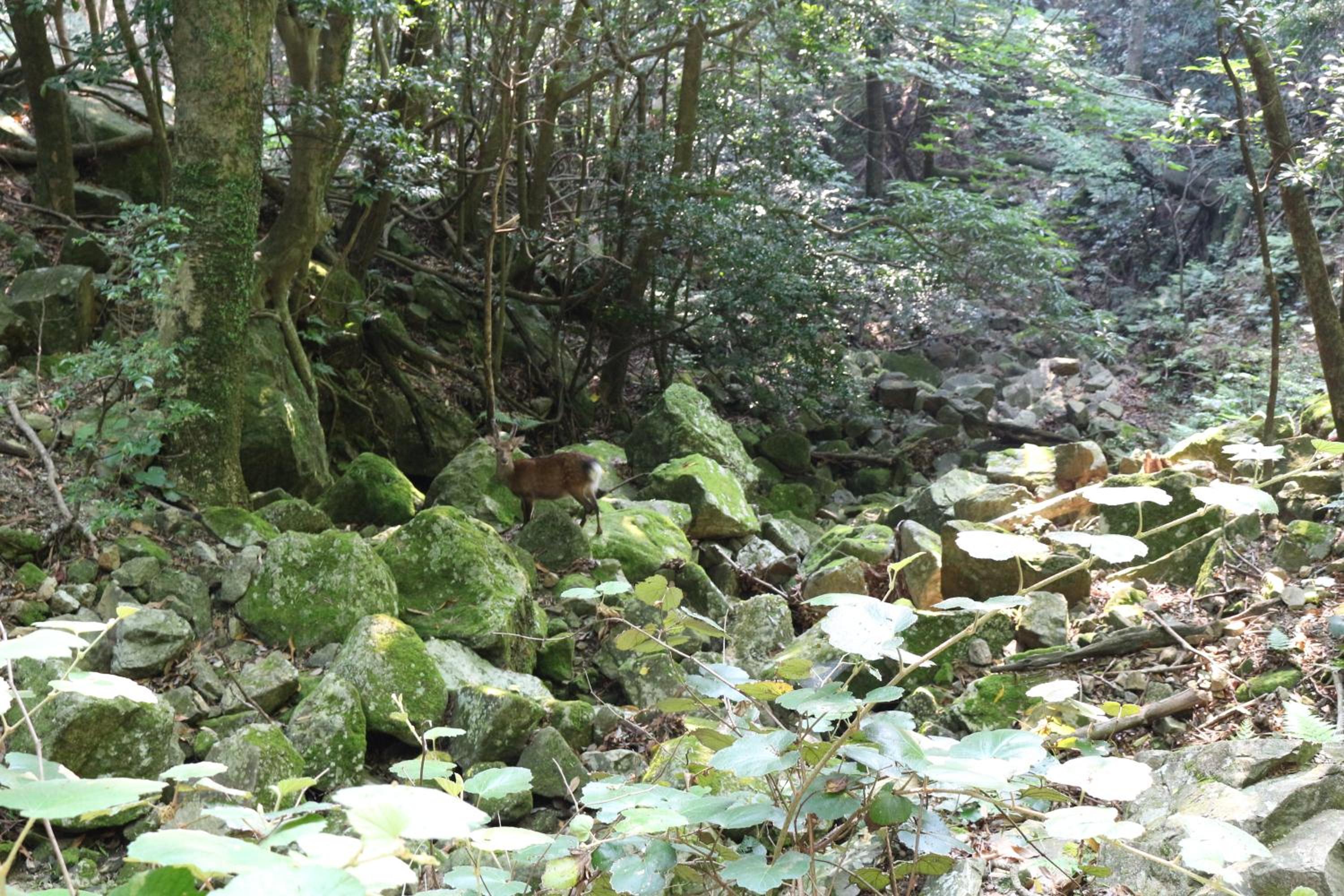 Cottage Yakusugi House