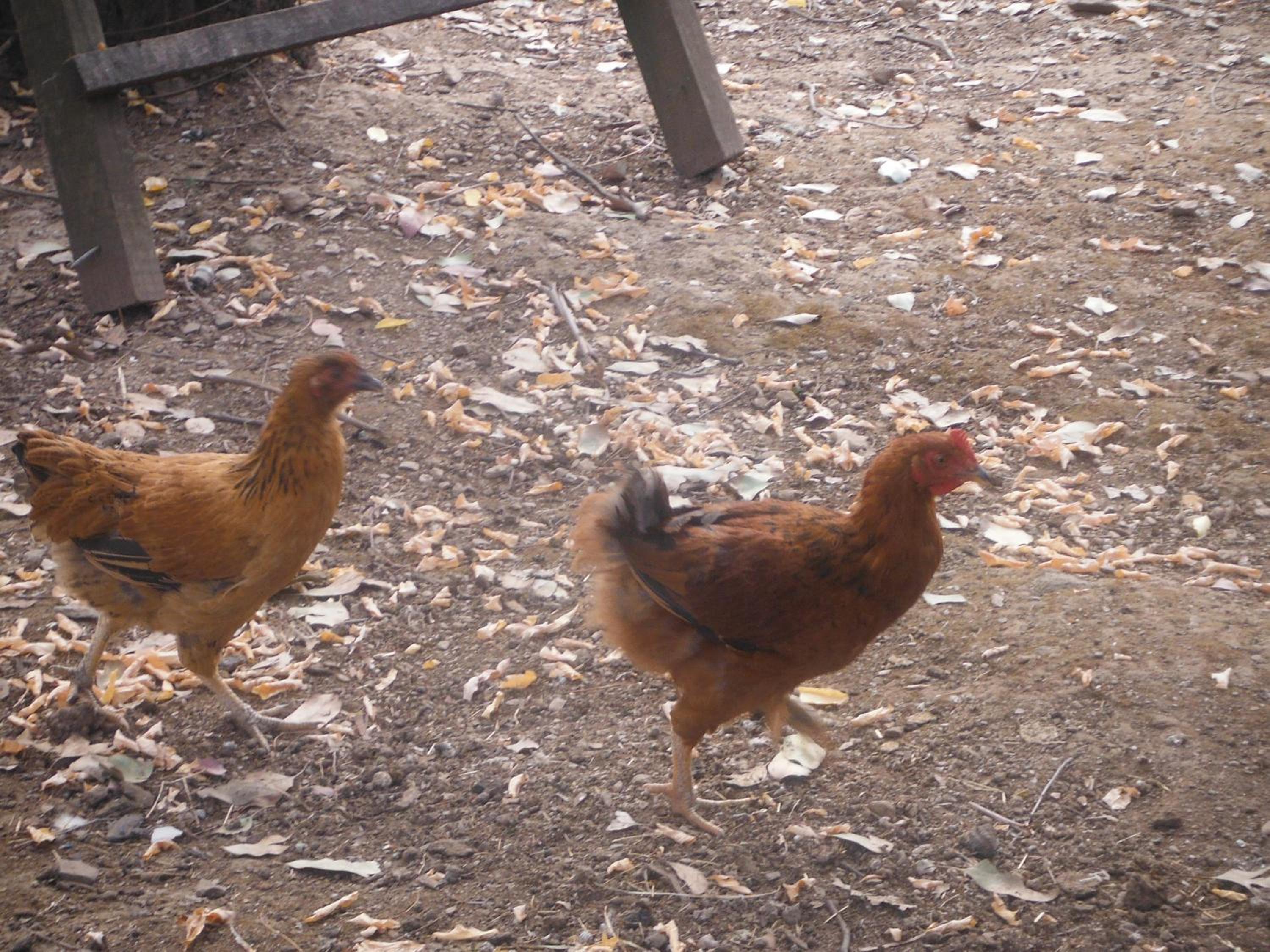 Riverbend Homestead