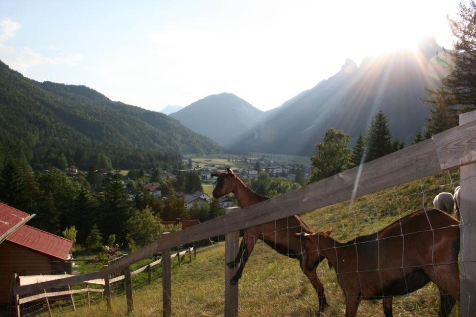 Harrys Hütte
