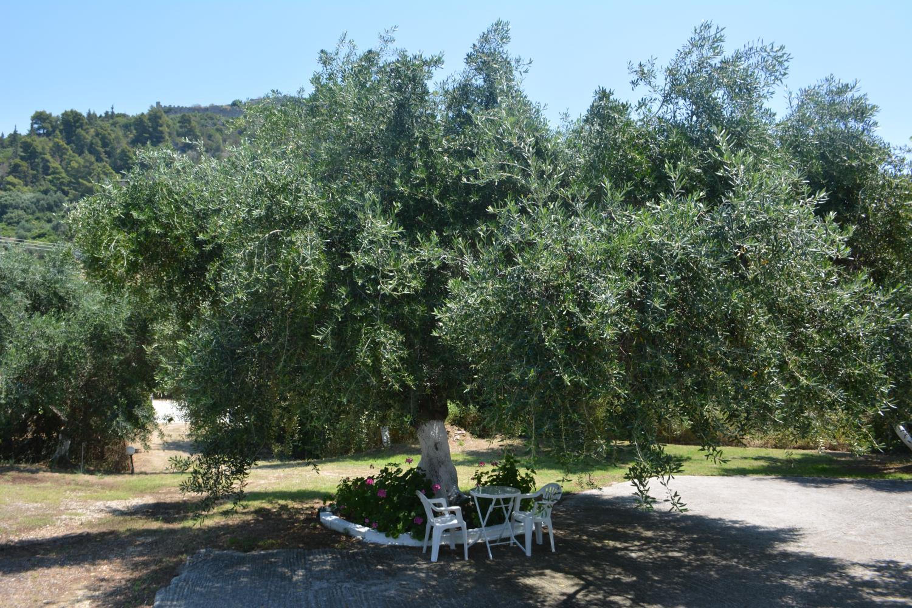 Photo 31