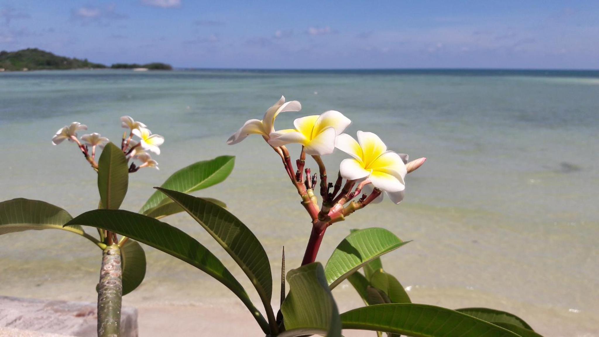 Papillon Resort