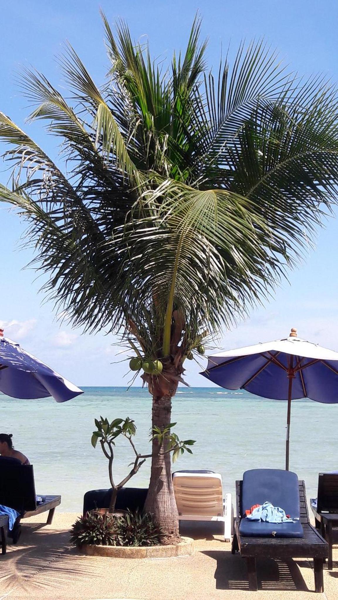 Papillon Resort