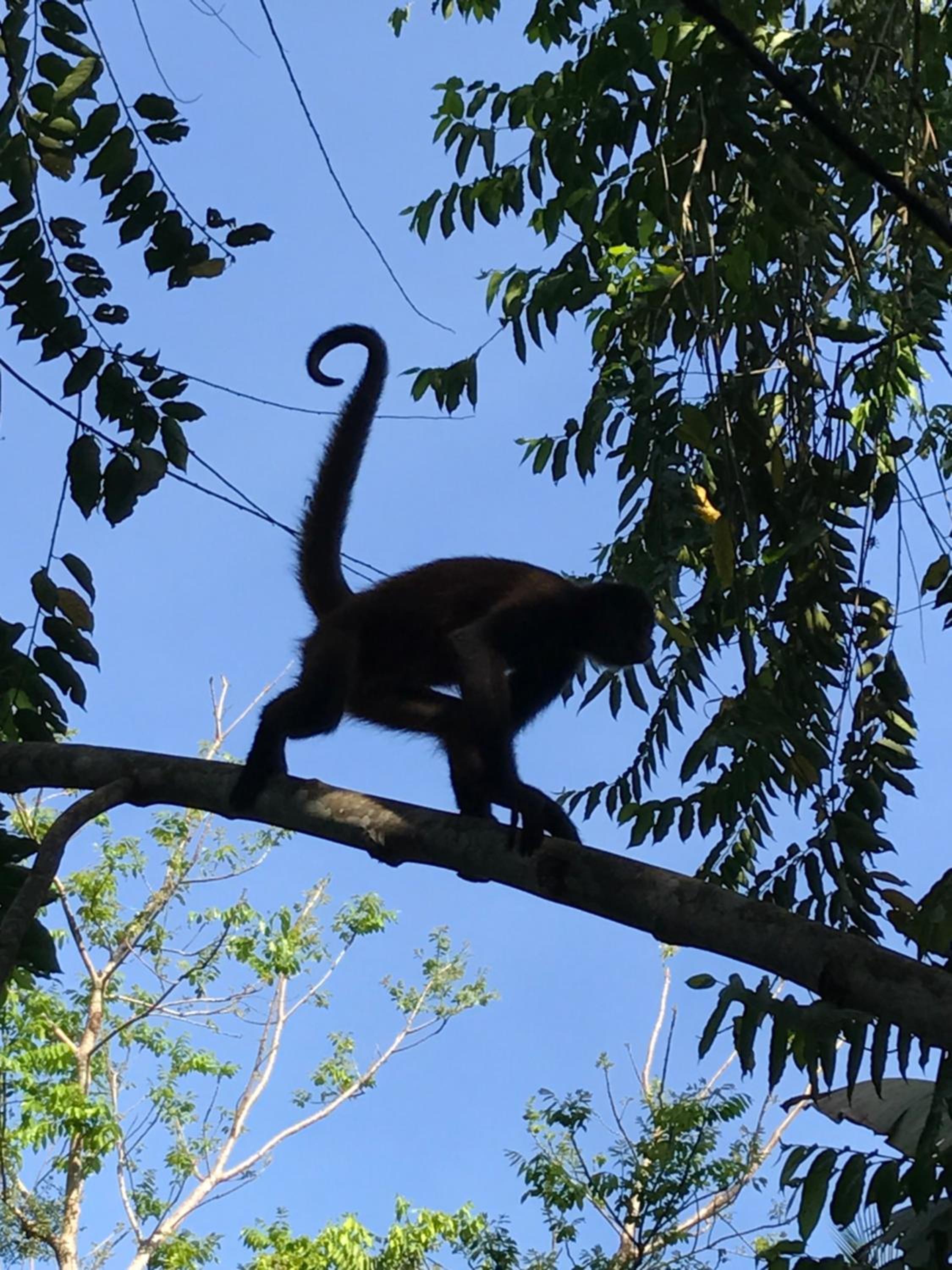 Casa Manglar Villa