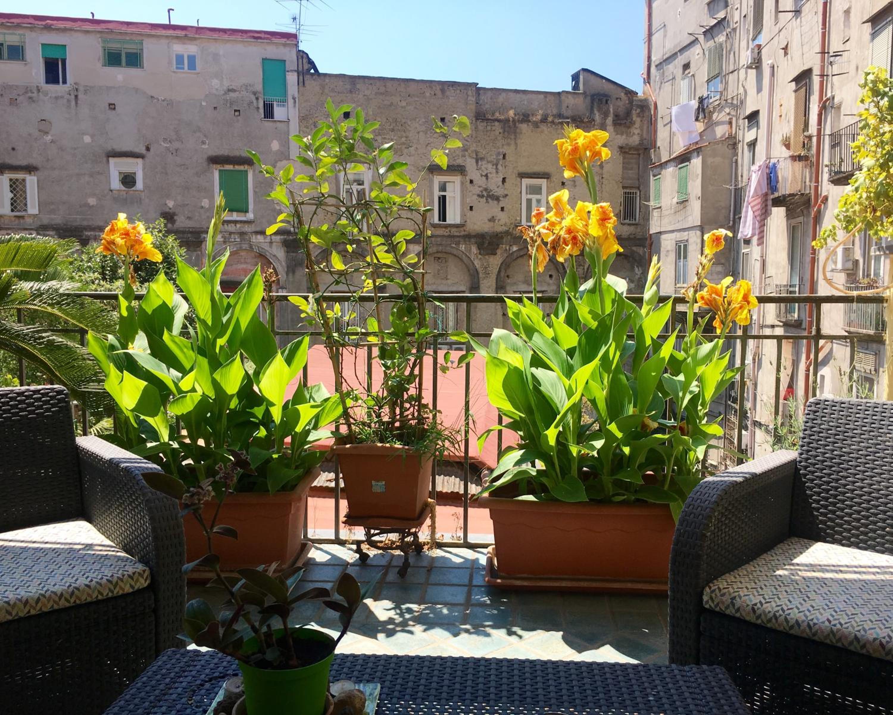 B&B Bellini