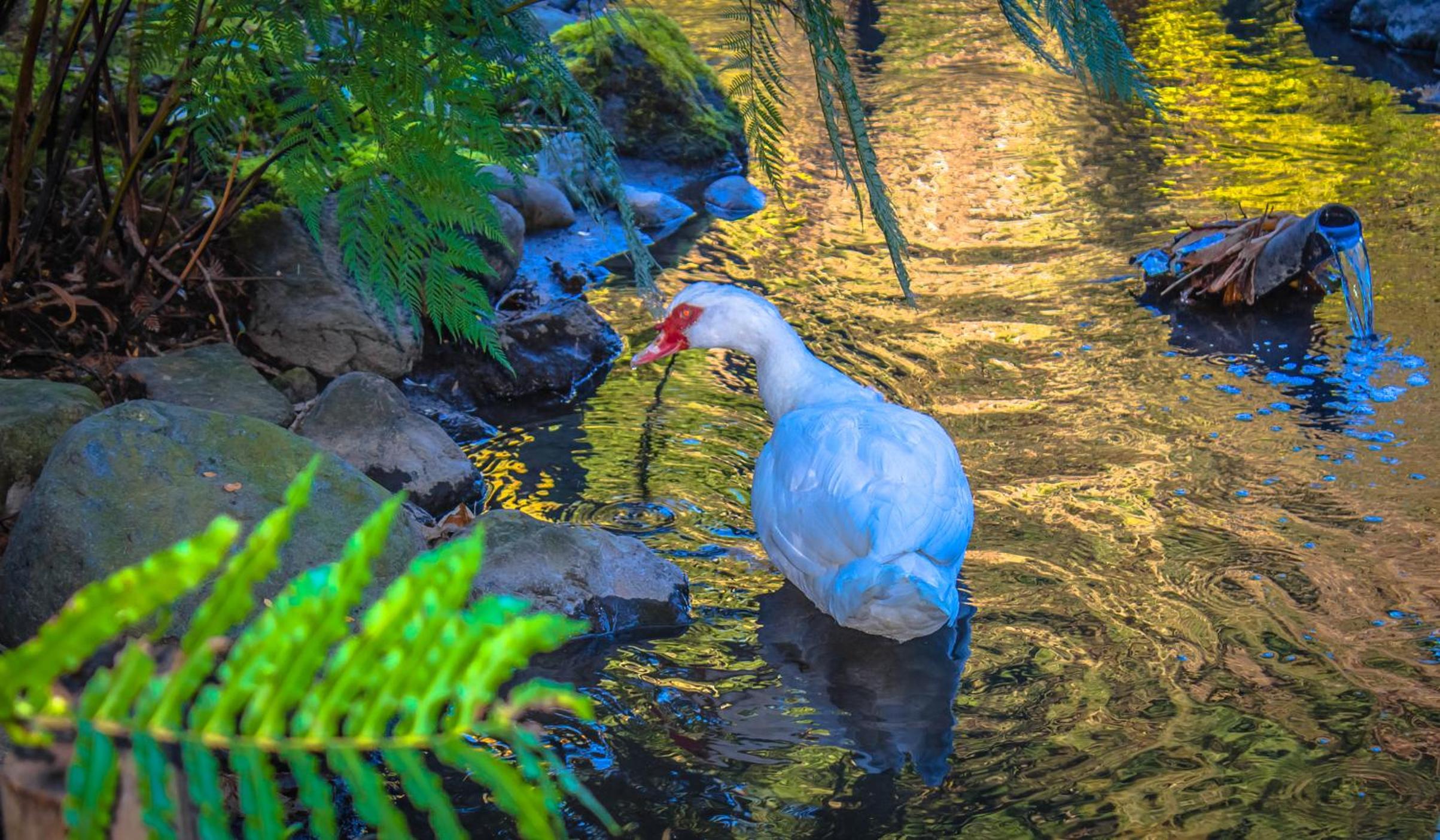 Cabañas el Dorado Pucón