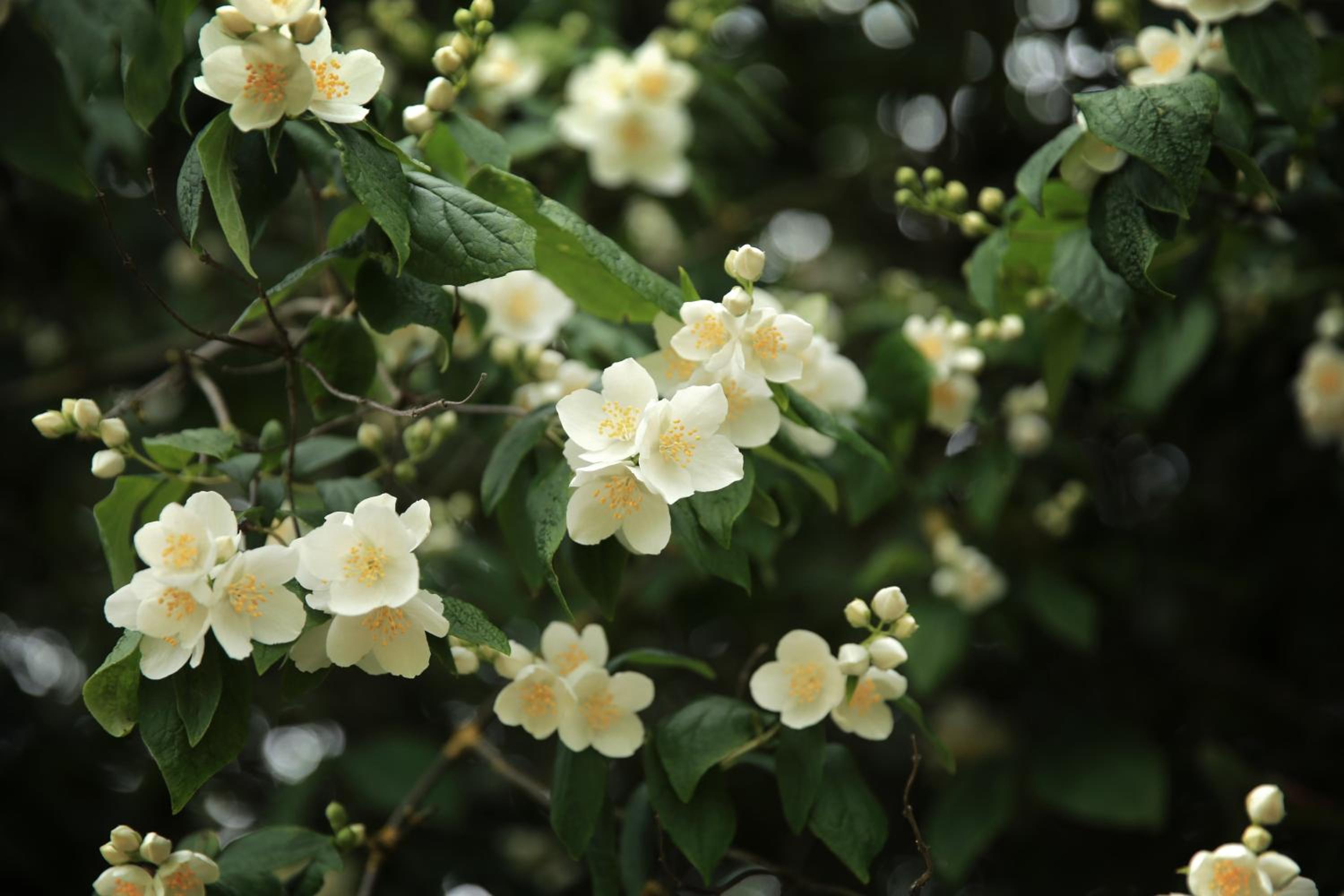 Photo 40