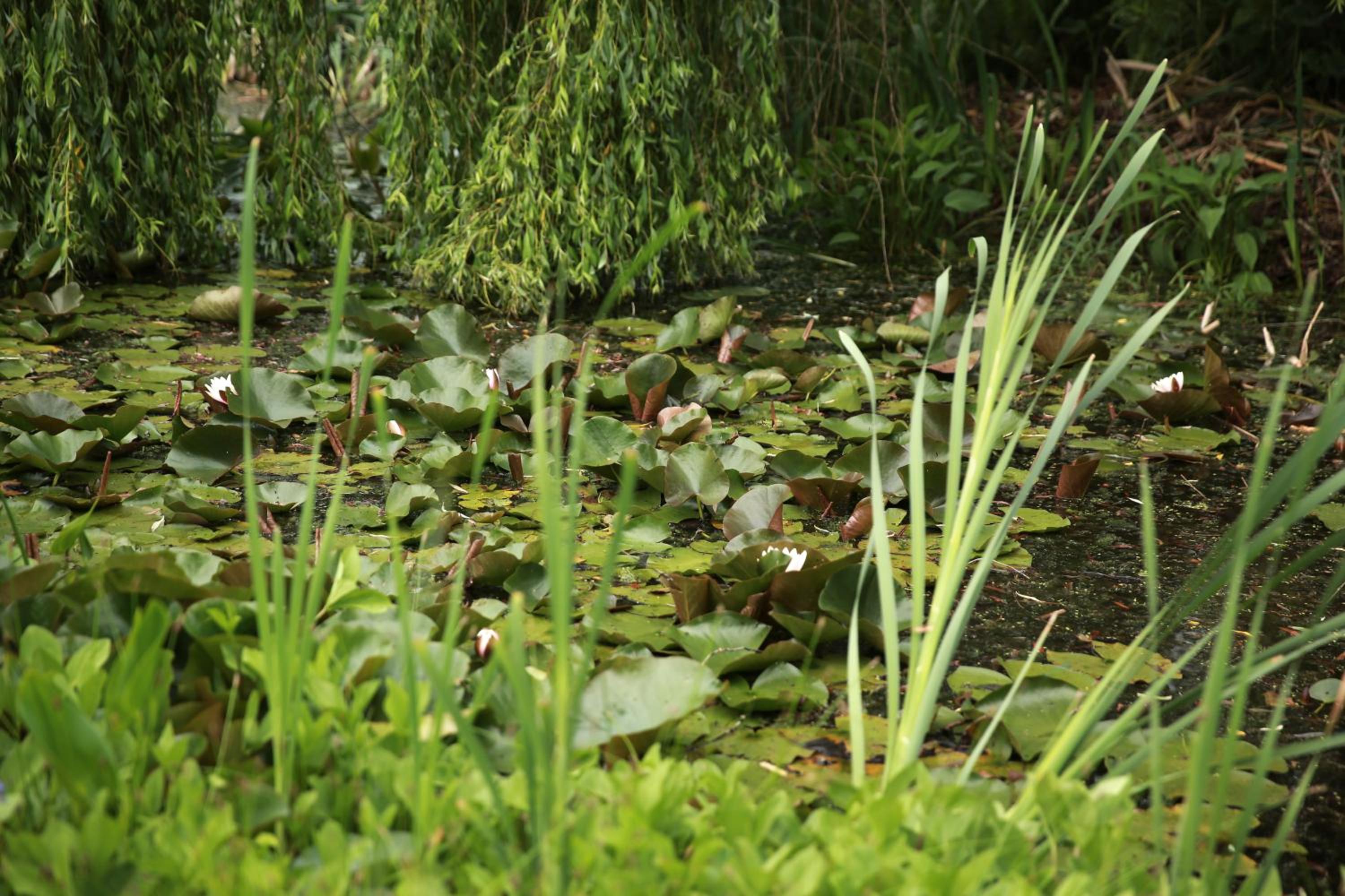 Photo 43