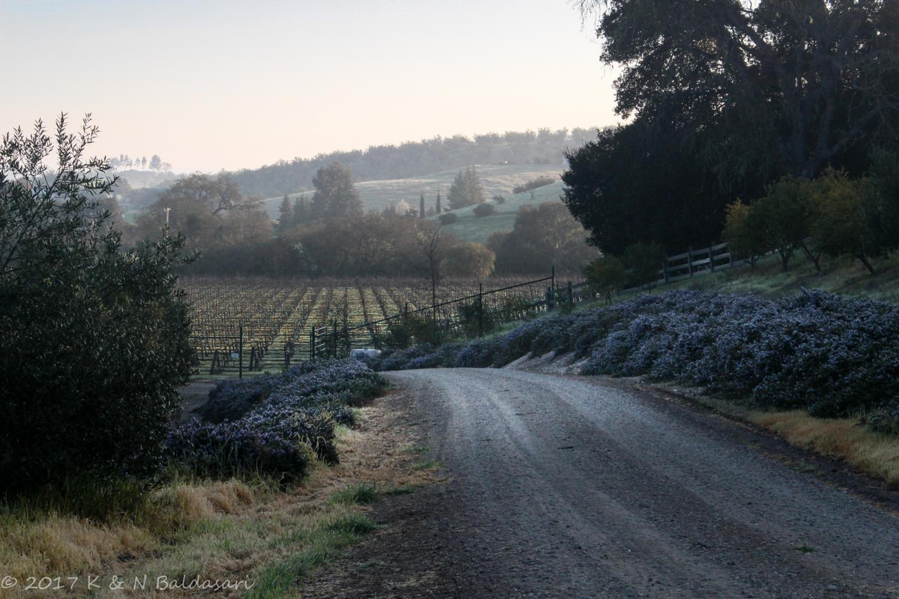 The Eden House Vineyard
