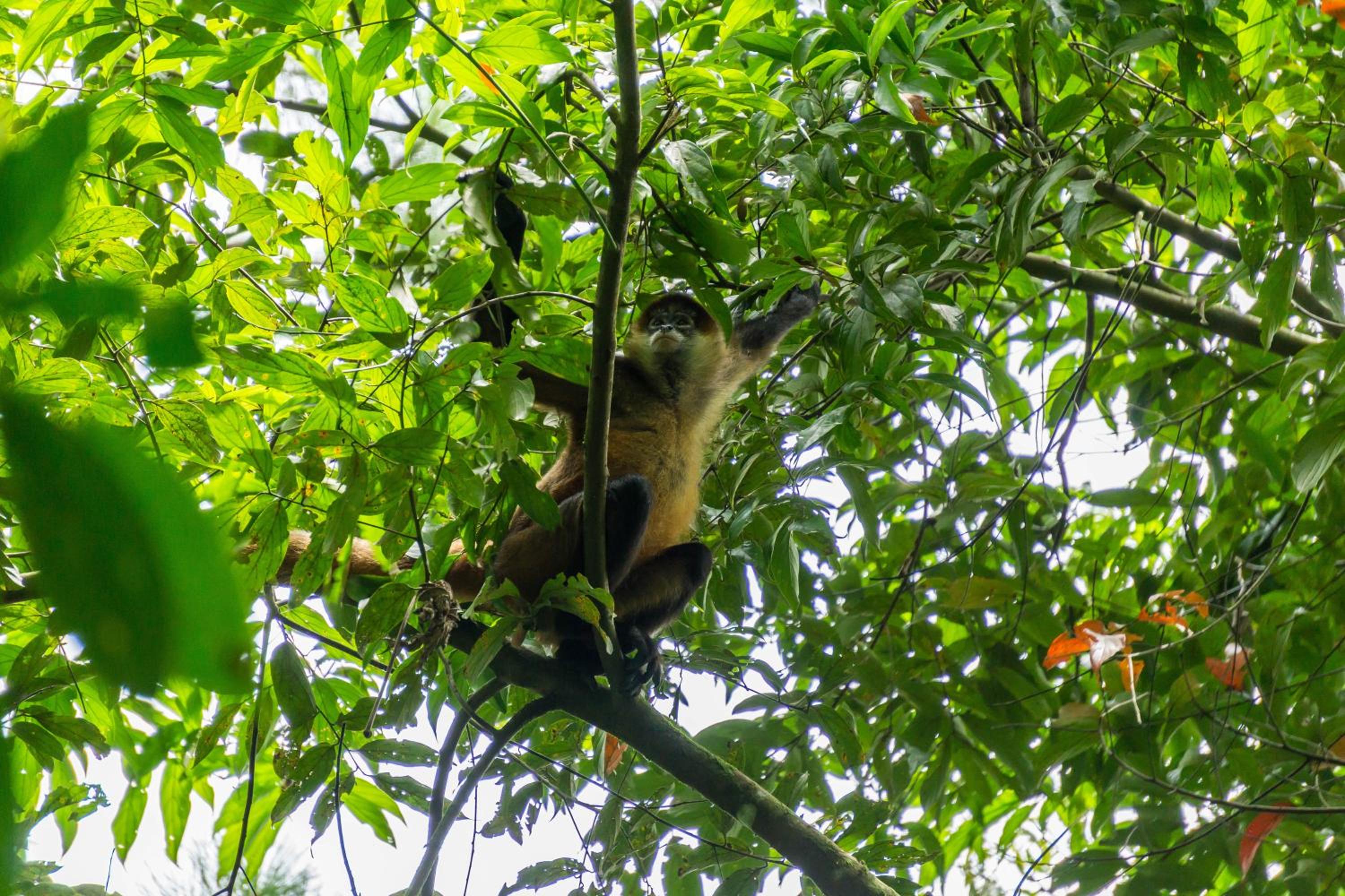 Arenal Observatory Lodge & Trails