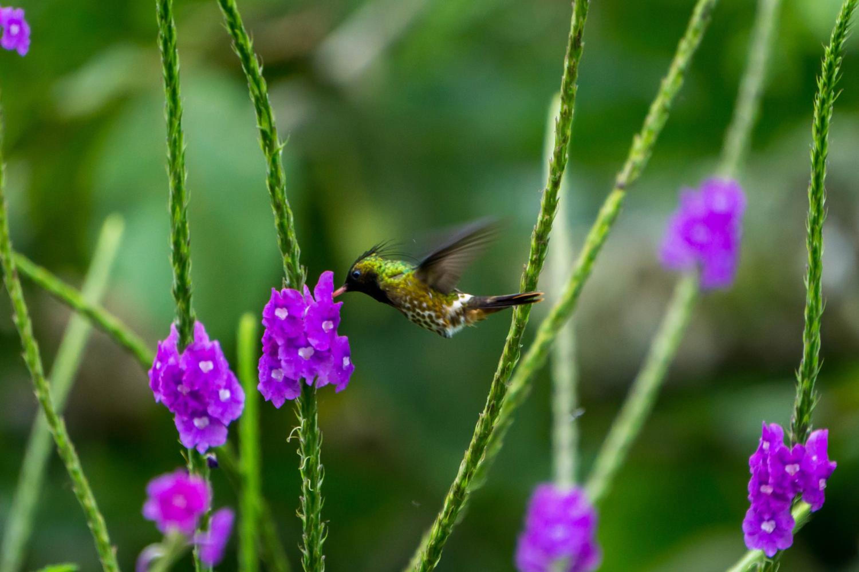 Arenal Observatory Lodge & Trails
