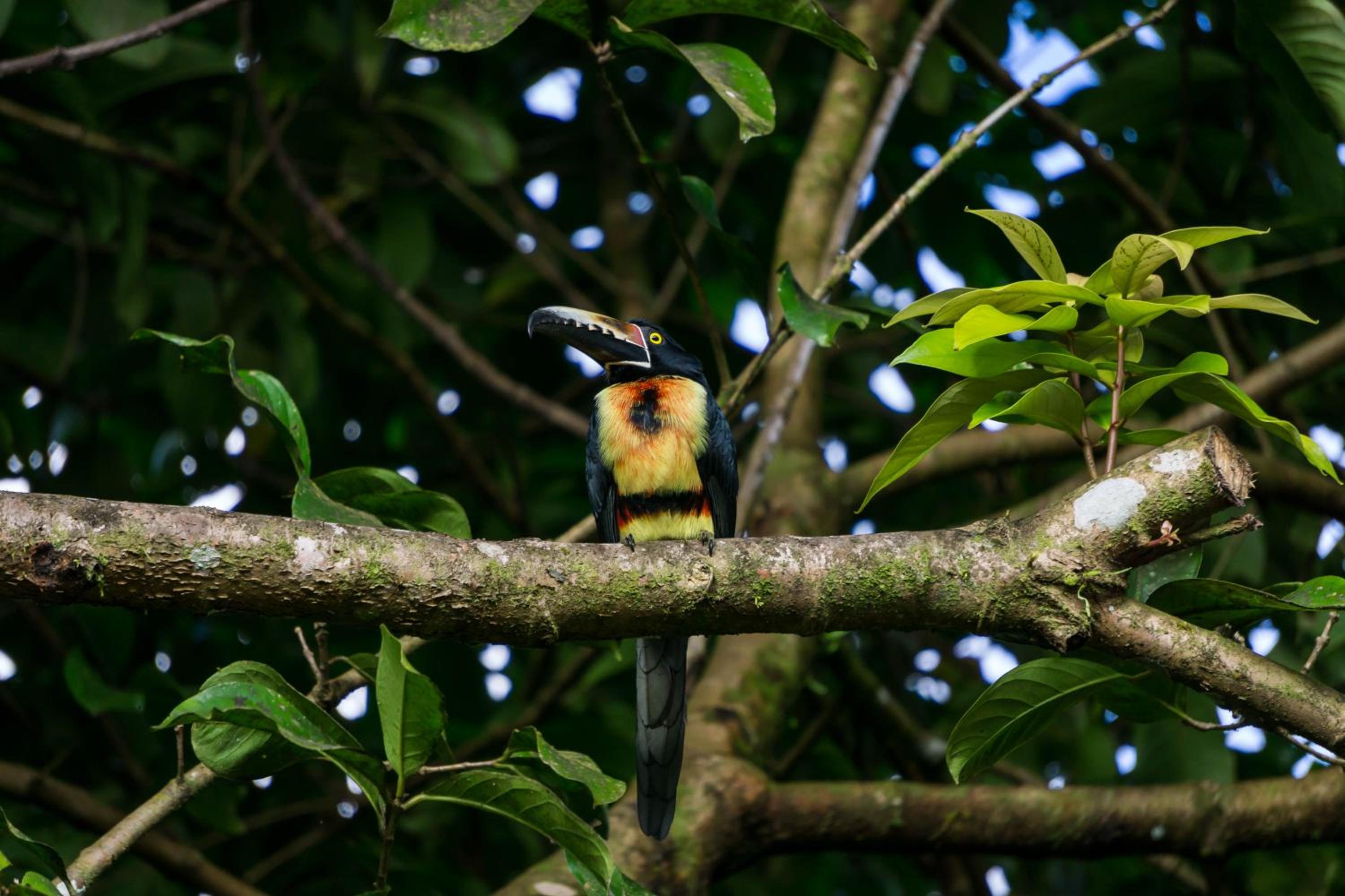 Arenal Observatory Lodge & Trails