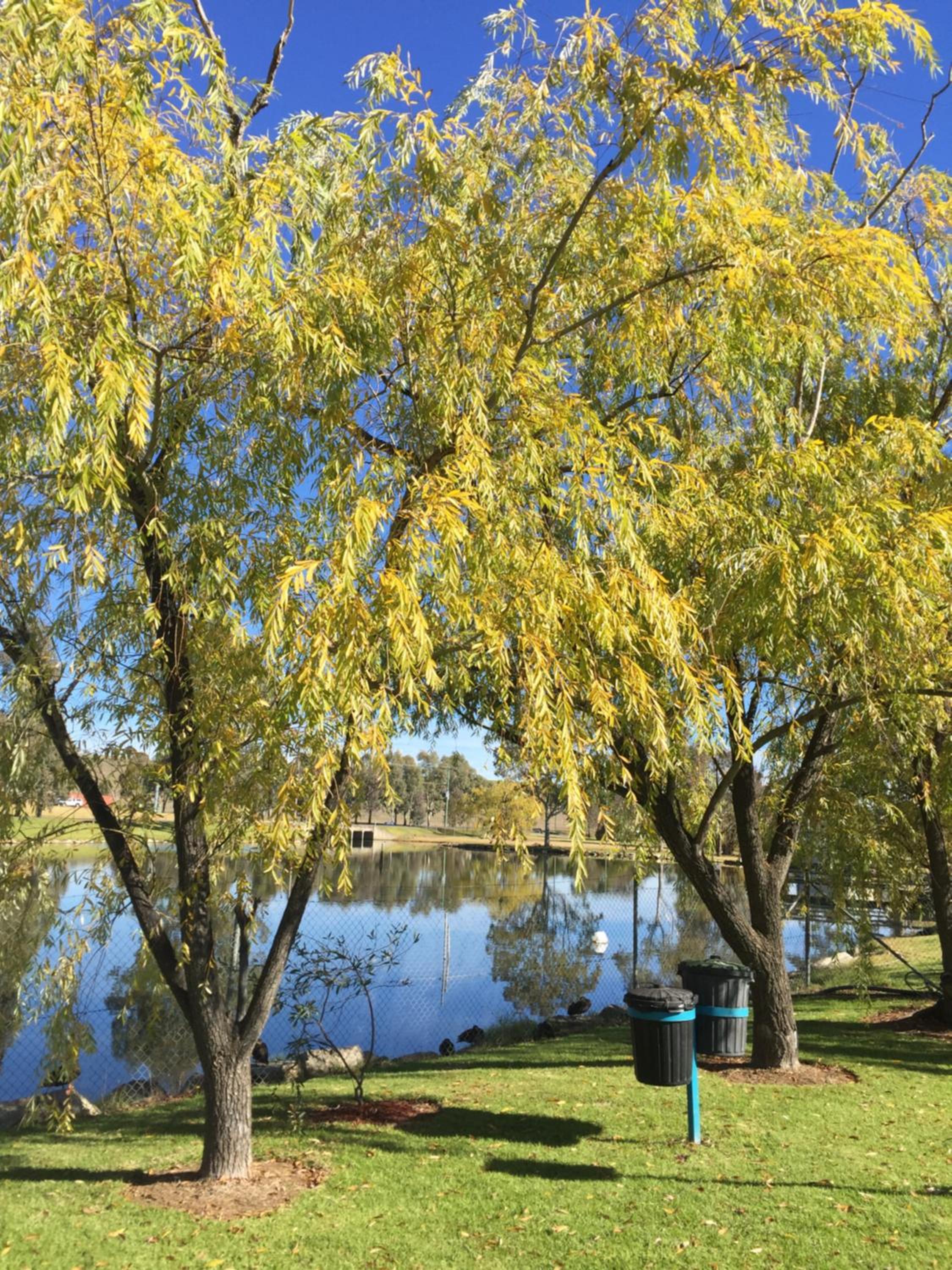 Junee Tourist Park