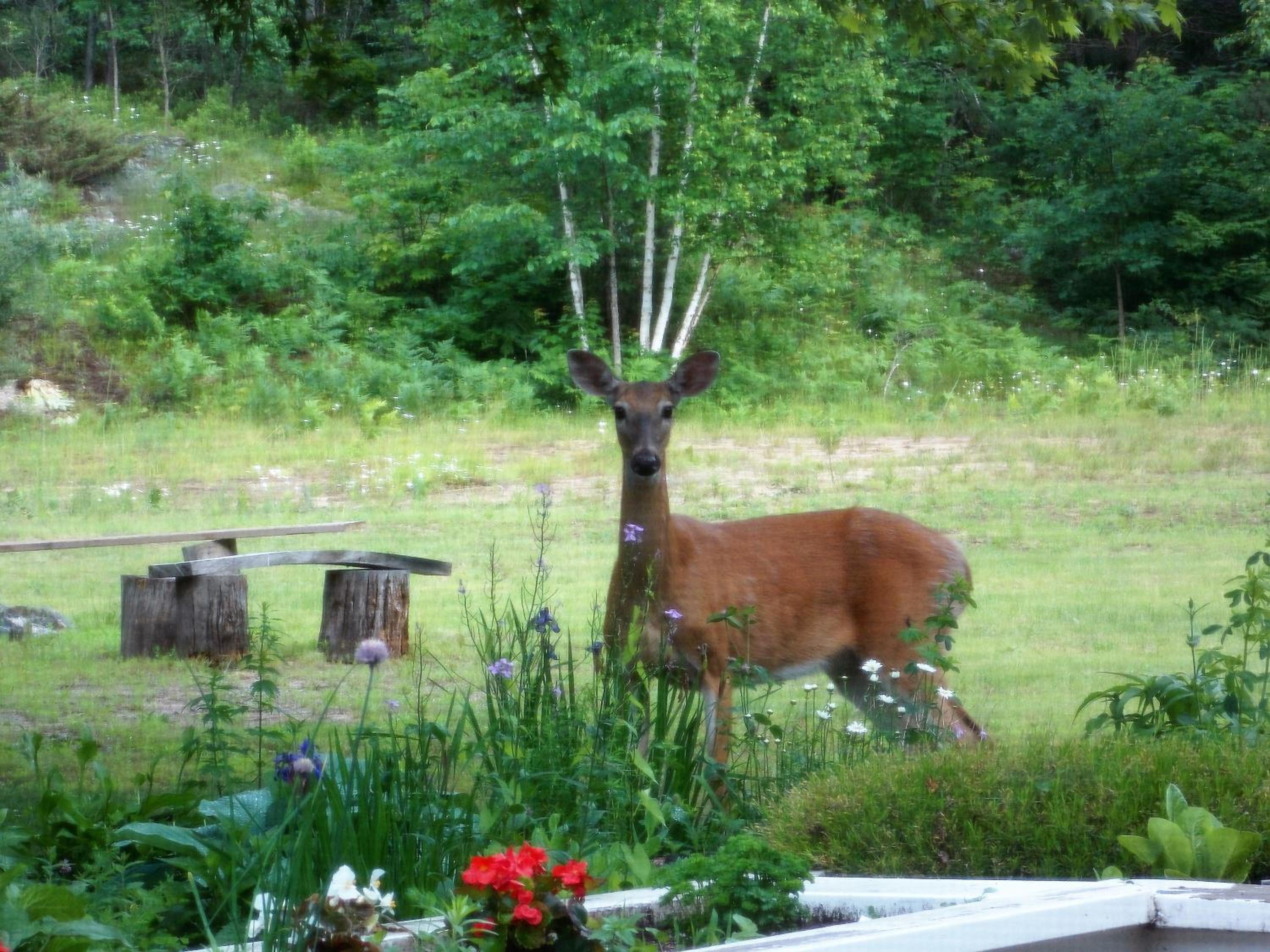 Bear & Butterfly Bed and Breakfast