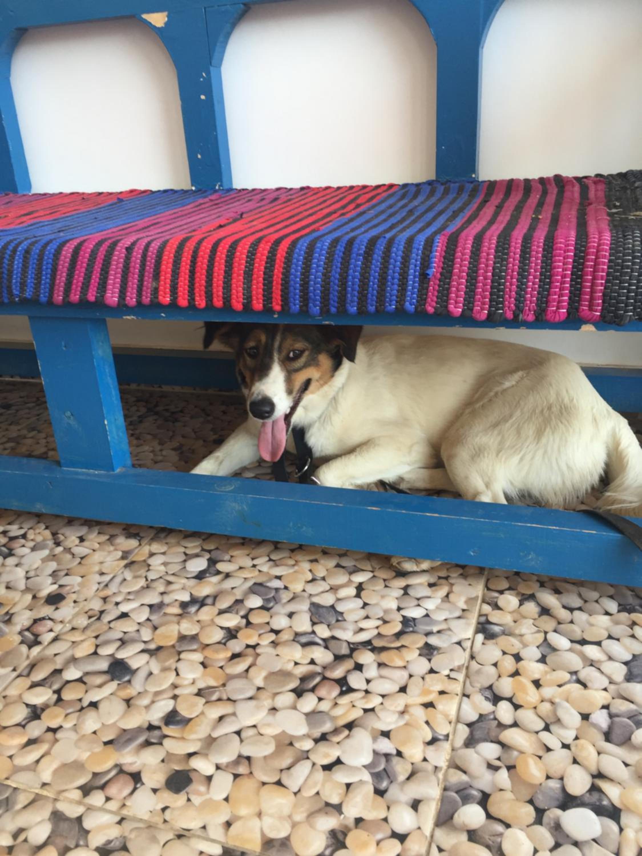 The Mango Guest House — photo 56