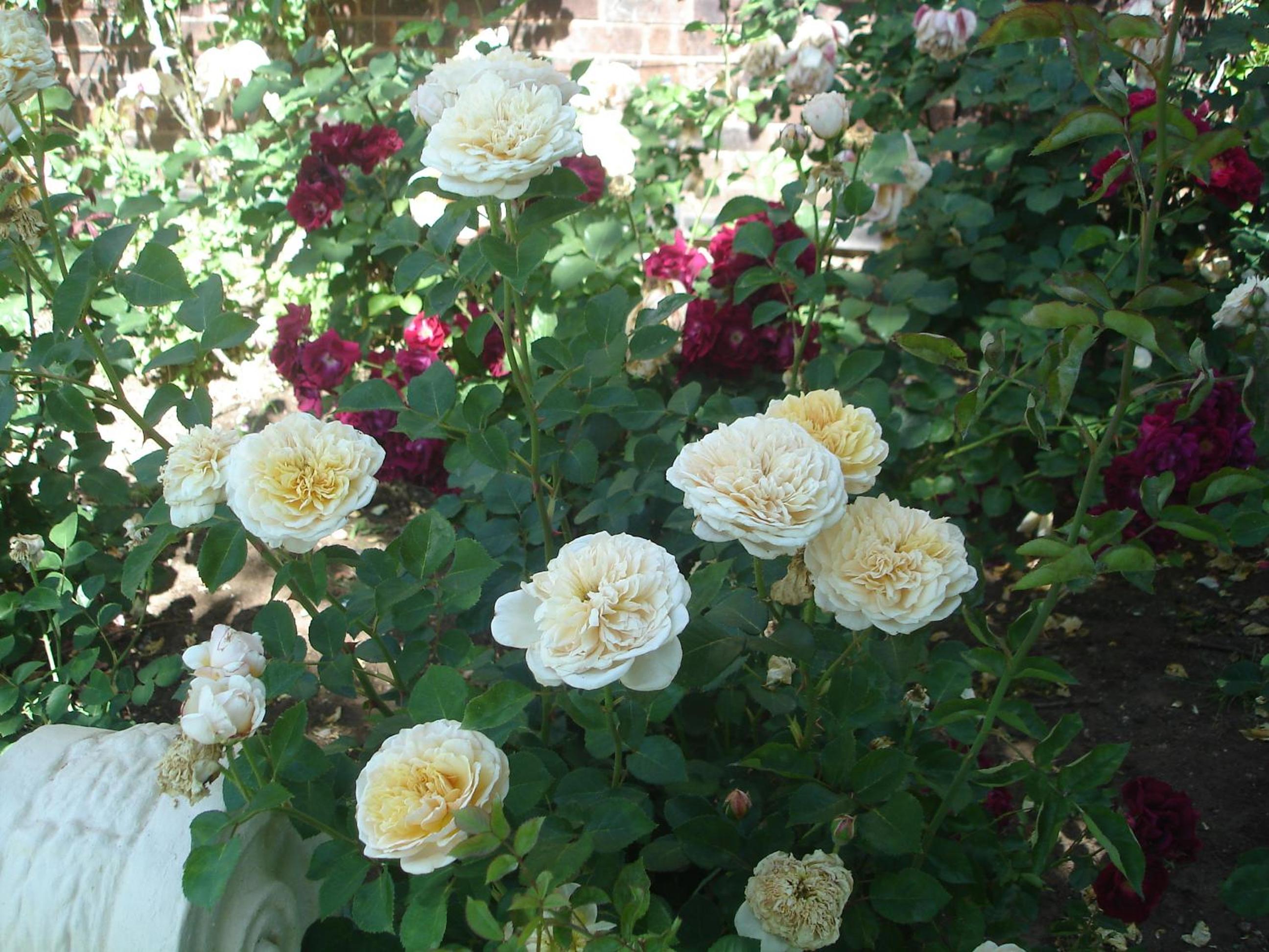 Photo 49