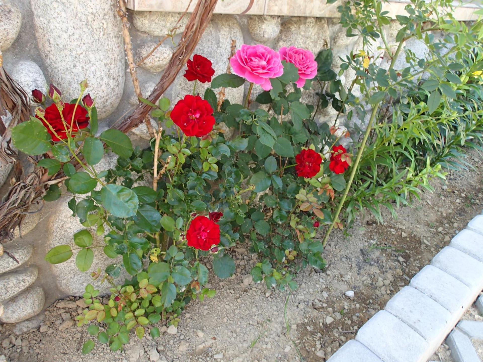 Photo 82