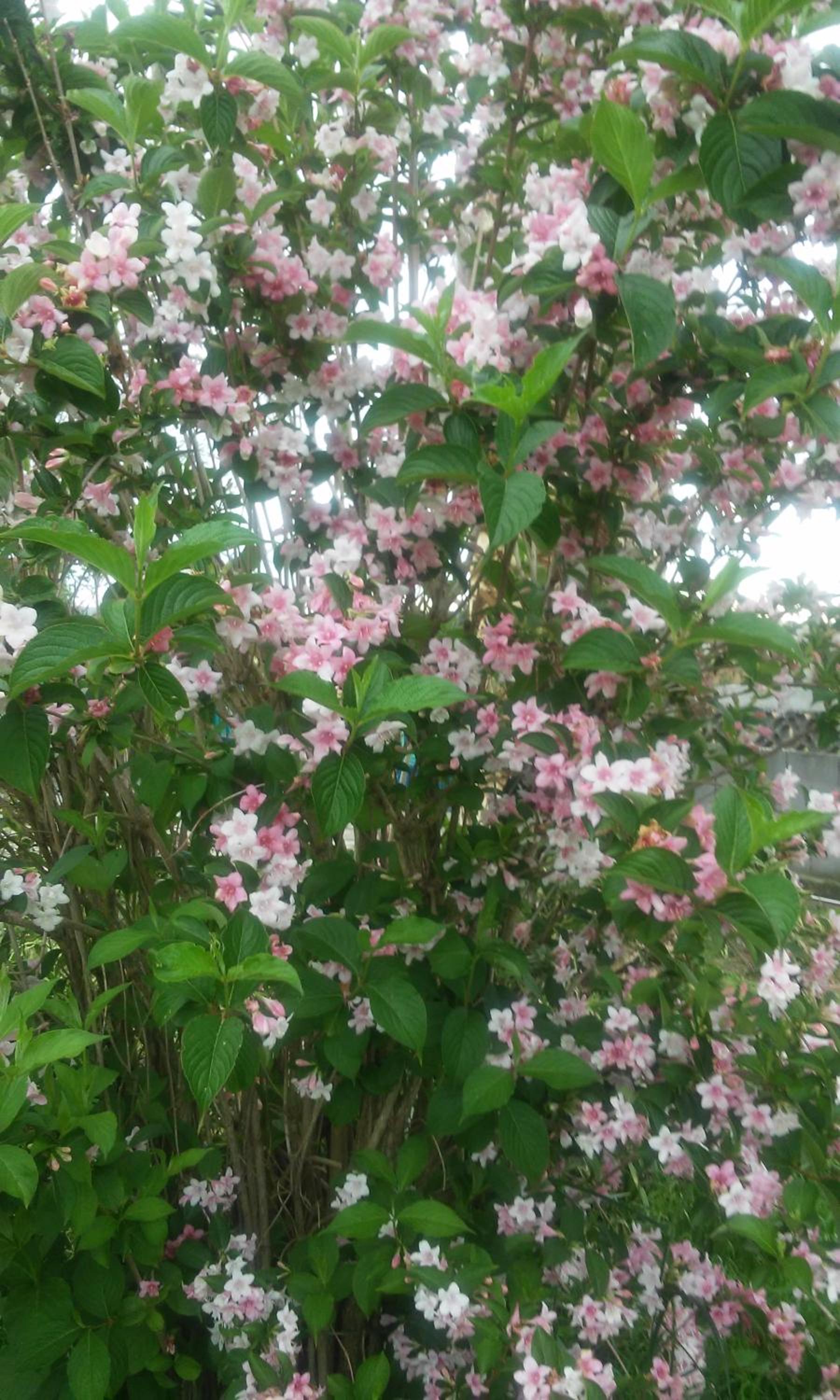 Photo 46