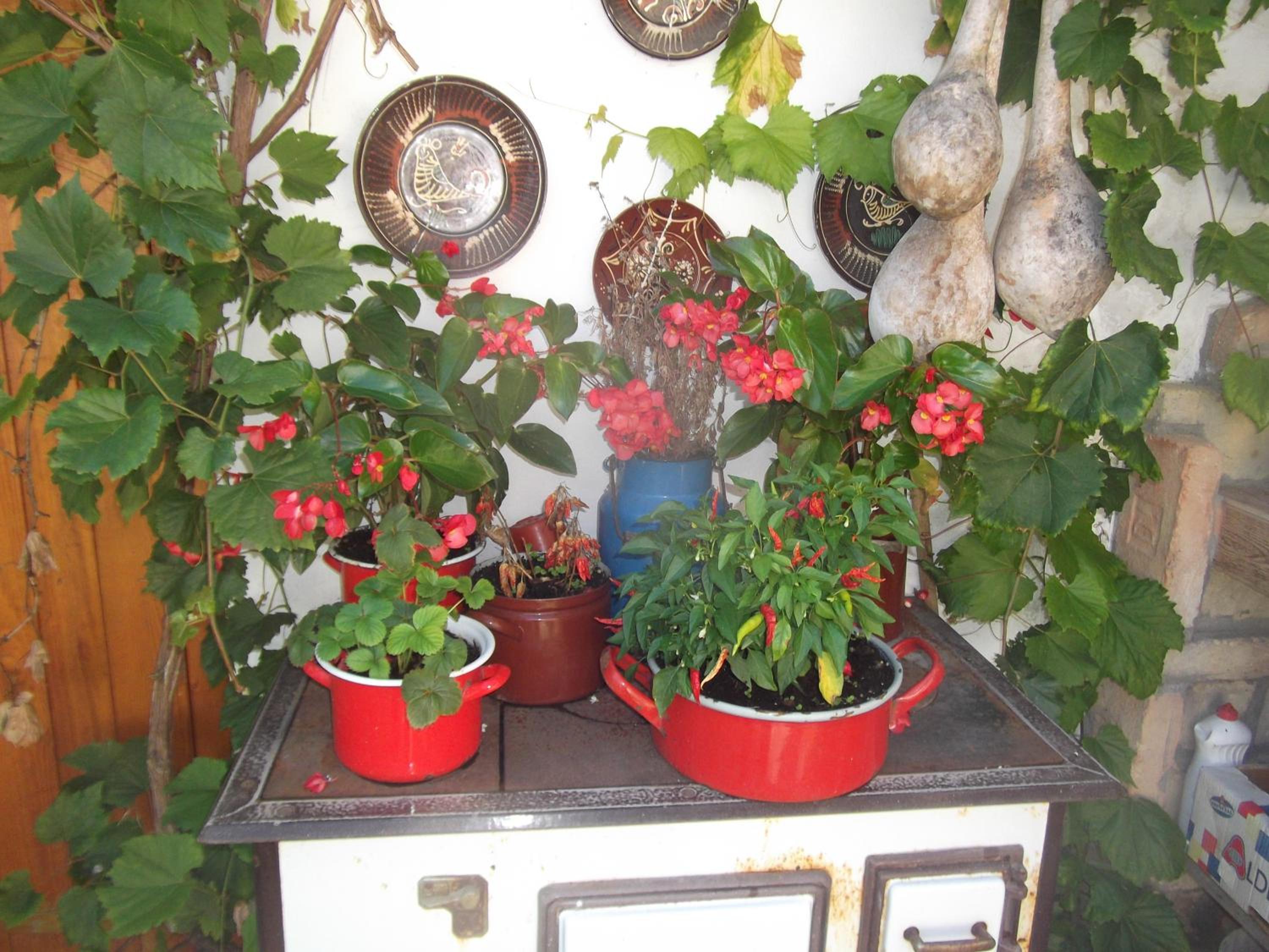 Tulipános Vendégház