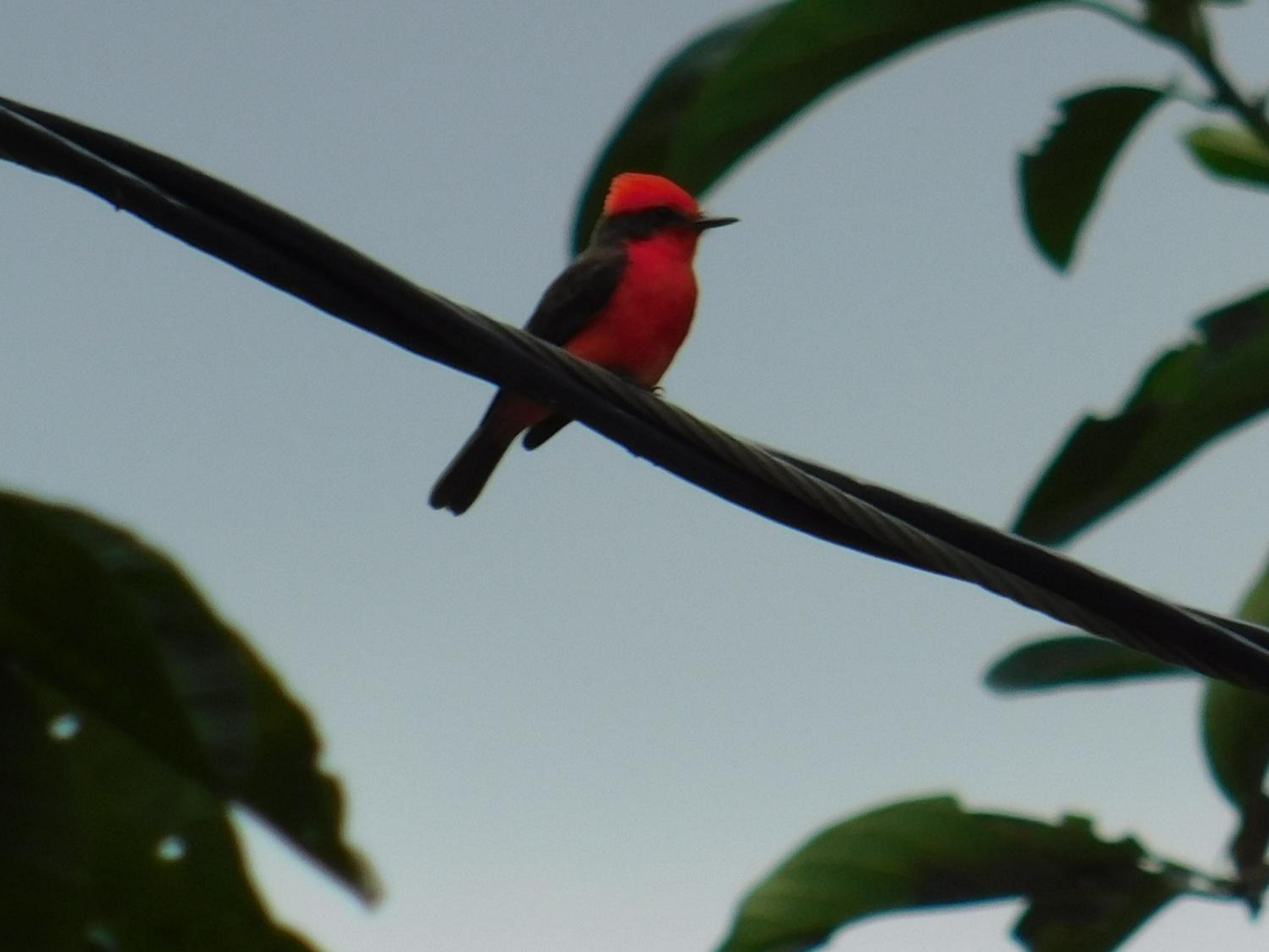 Casa Campo alojamiento campestre para descanso en Calarcá Quindío