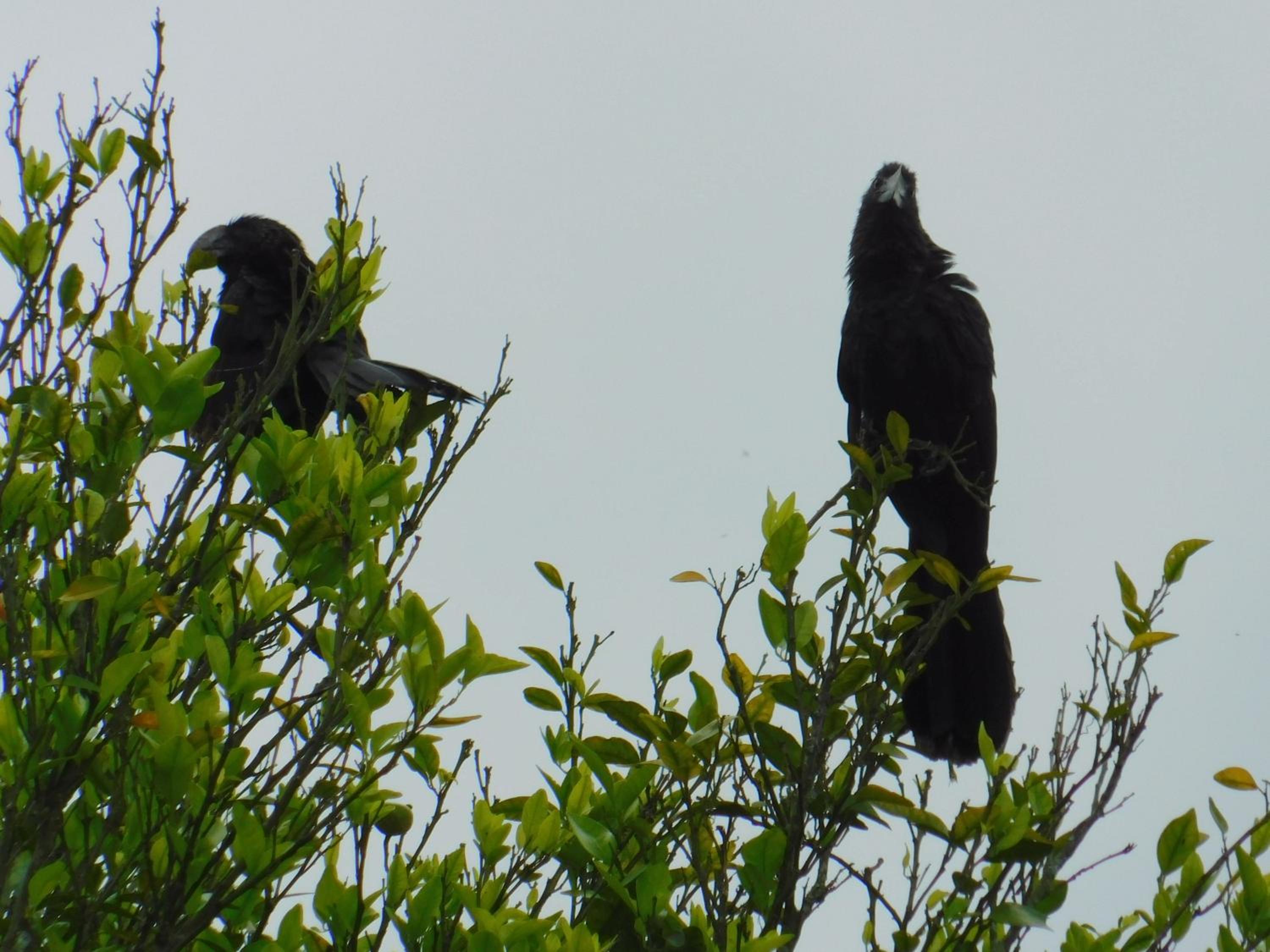 Casa Campo alojamiento campestre para descanso en Calarcá Quindío